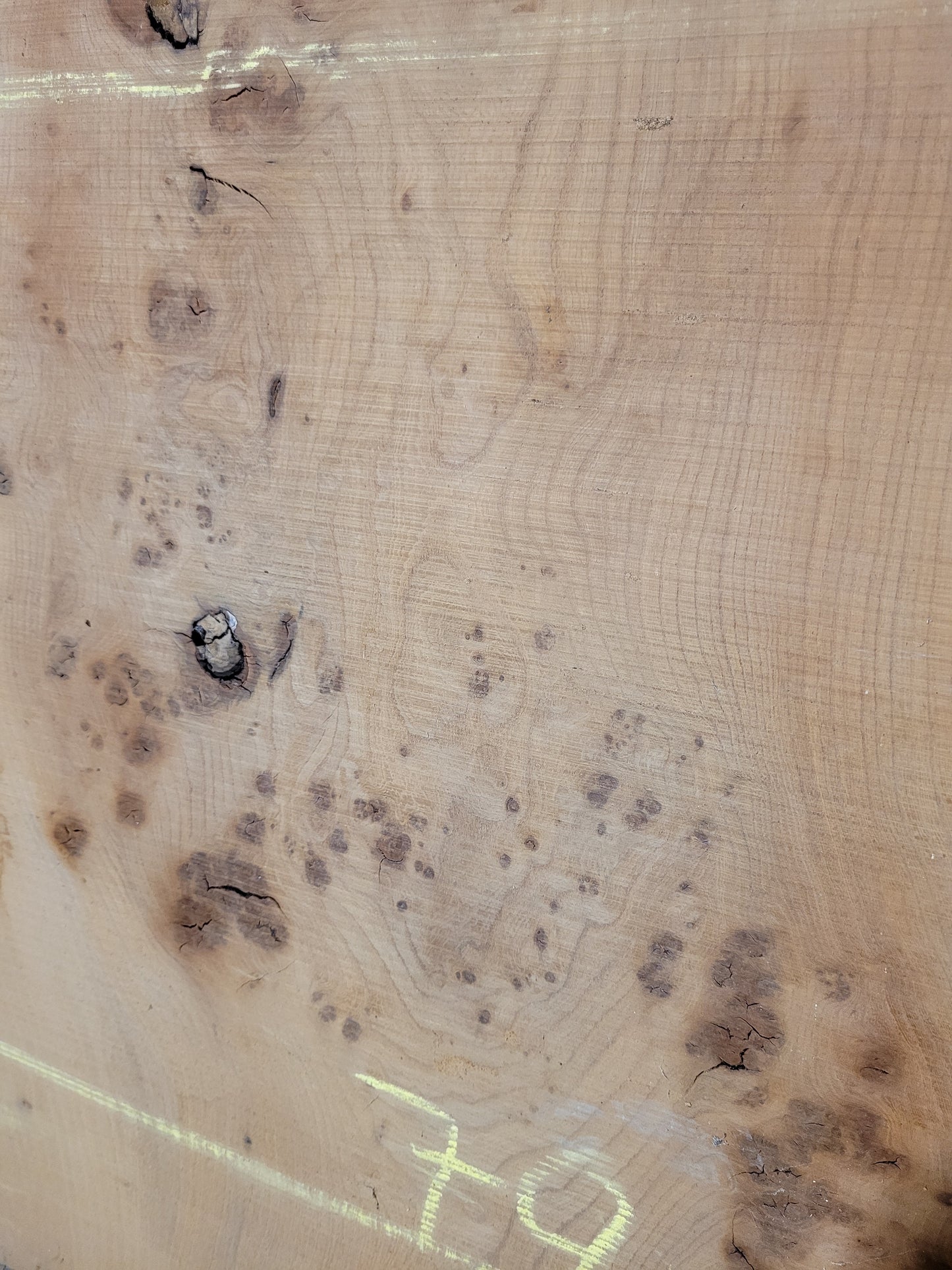 Red Elm Timber Slab