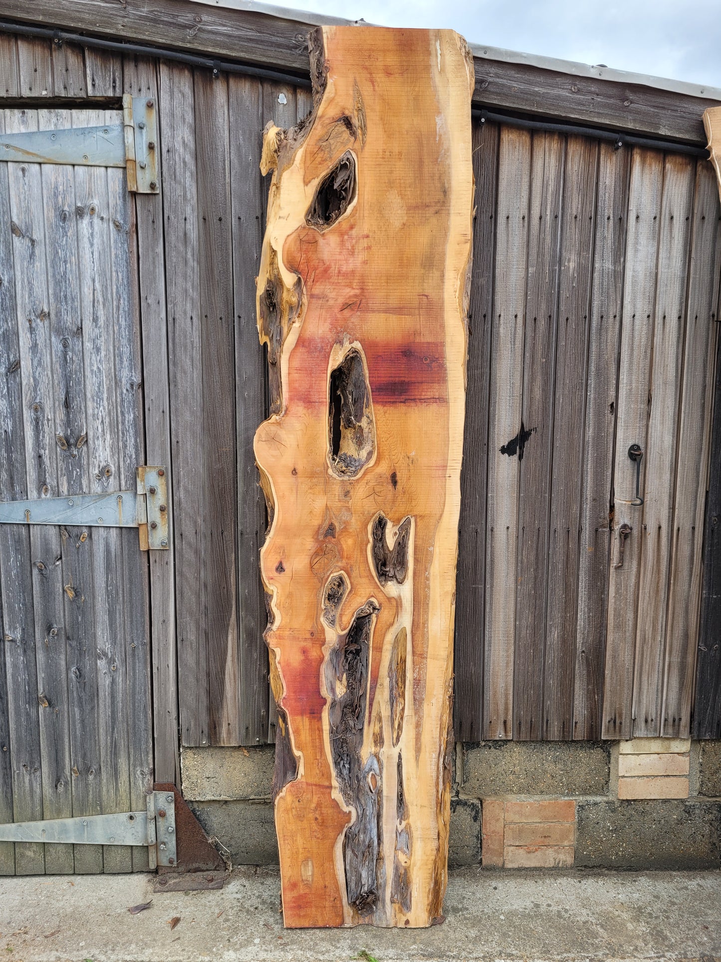 Yew Live Edge Slab (0055)