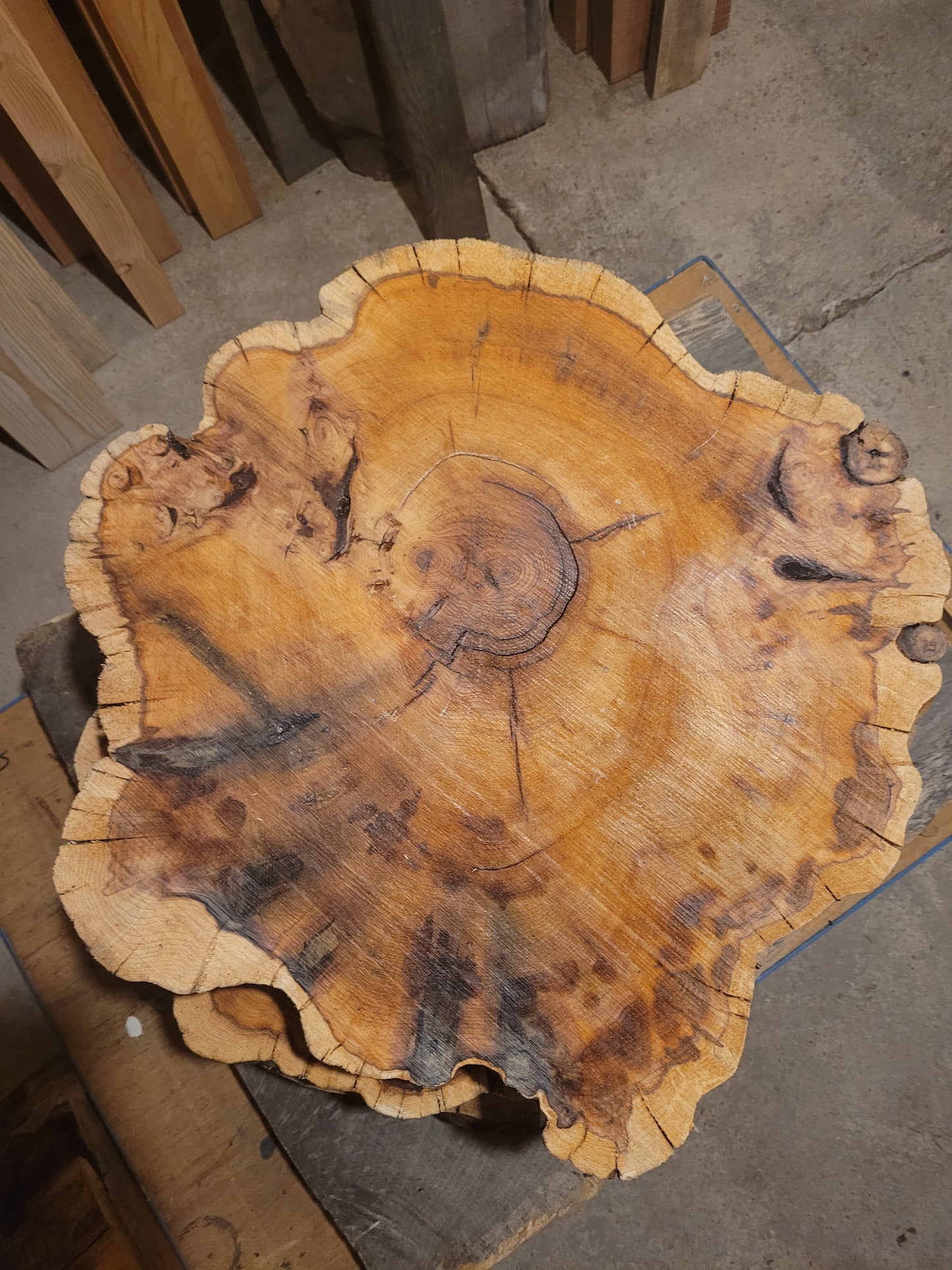 Yew Wood Cookies Slices 100mm Thick Table Top