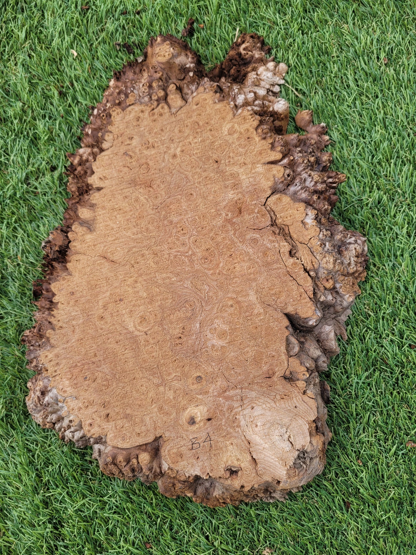 Burr Elm 21x30x2.5cm (B4)