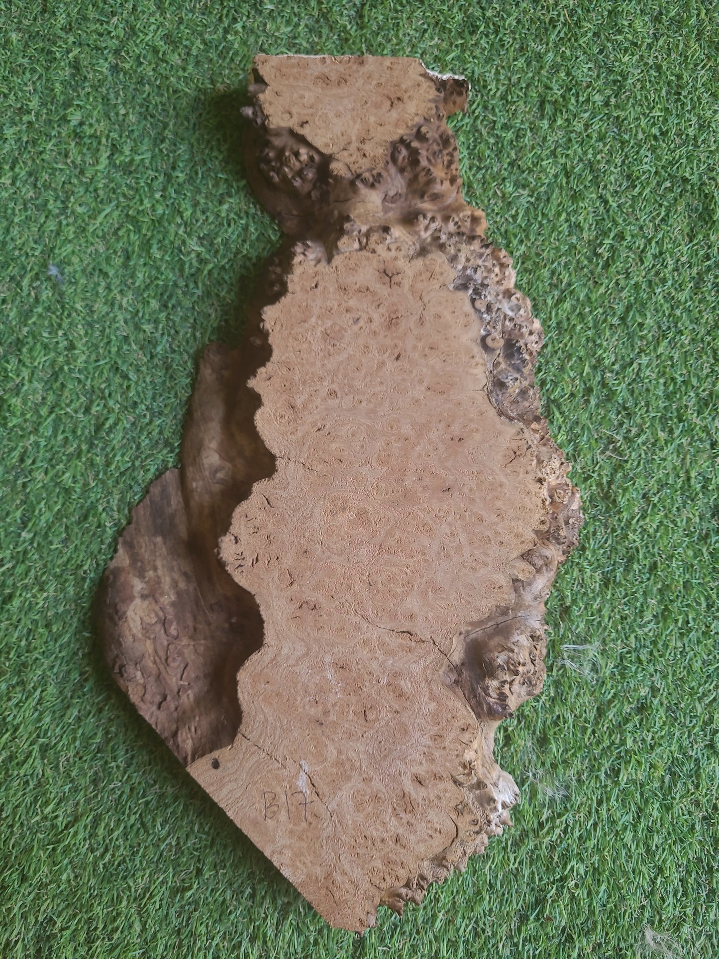 Burr Elm Woodturning Blank 37x20x2cm (B17)
