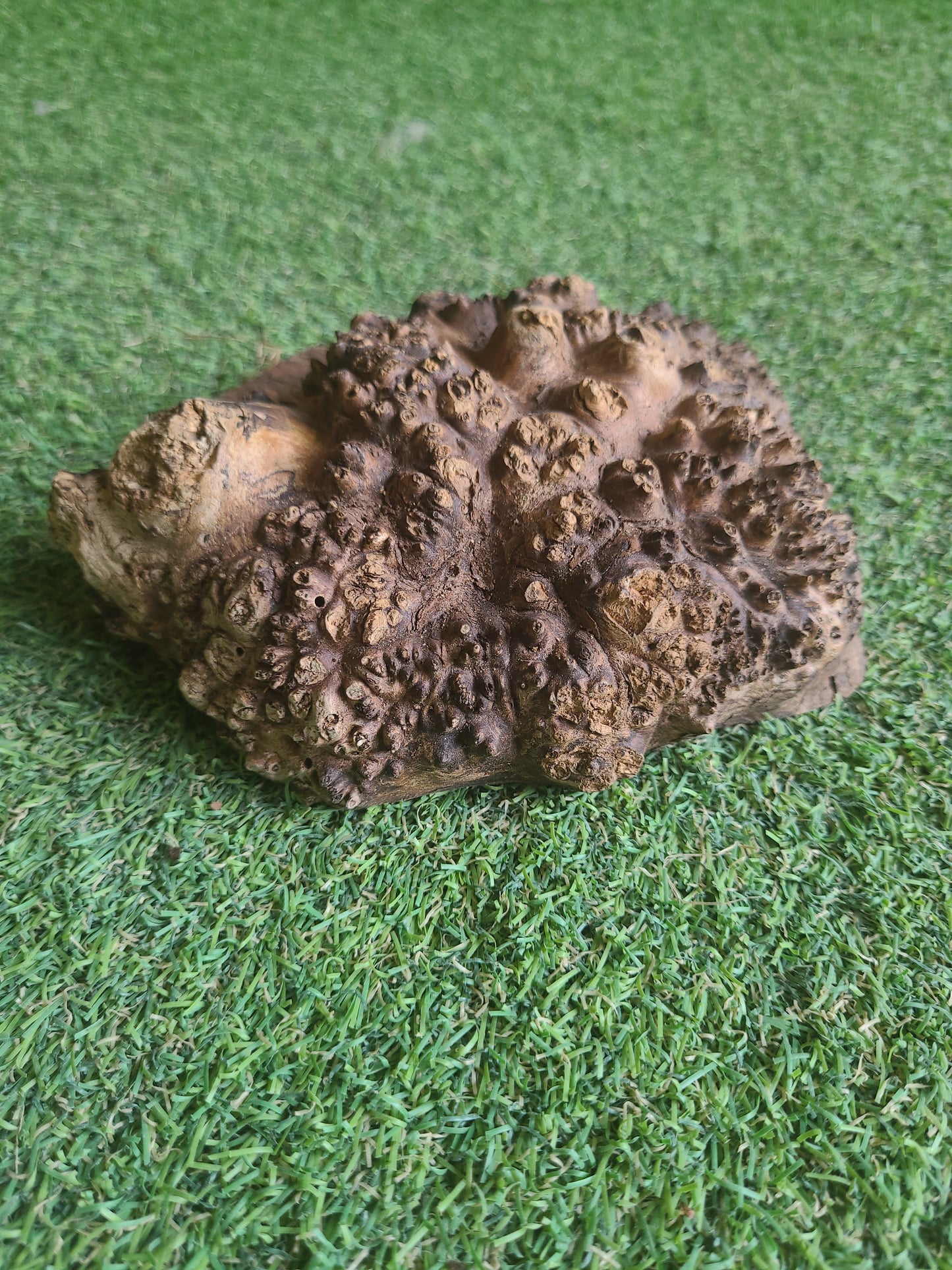Burr Elm Woodturning Blank 16x14.5x5cm (B16)