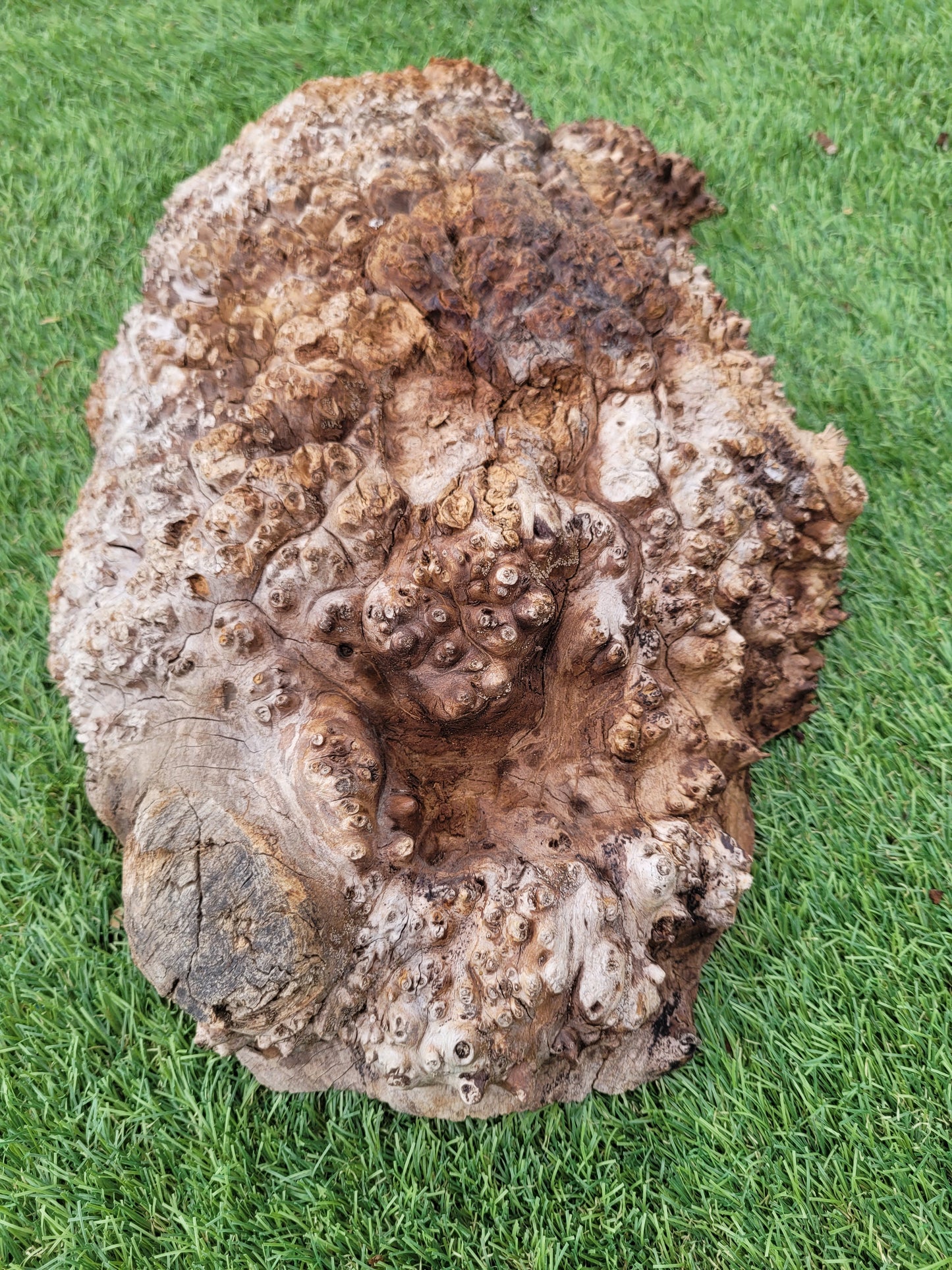 Burr Elm Woodturning Blank 38x24x10cm (B8)