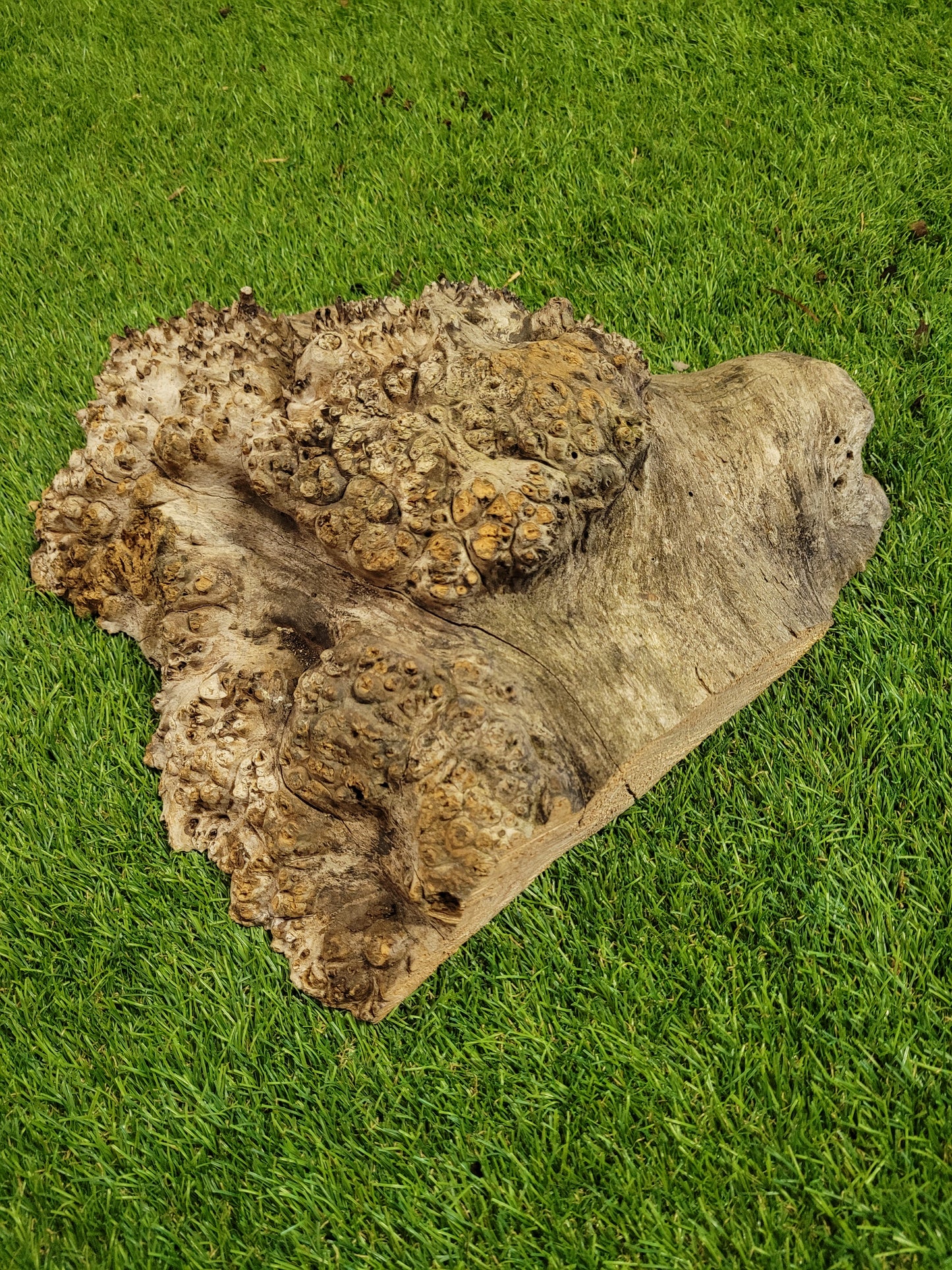 Burr Elm Woodturning Blank 28x26x7.5cm (B14)