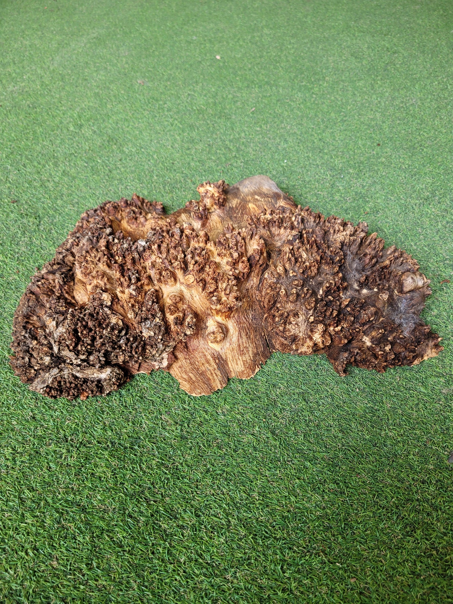 Burr Oak Woodturning Blank 44x30x9cm (B20)