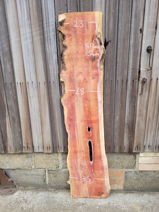 Yew Live Edge Slab 1.54m 50mm Thick