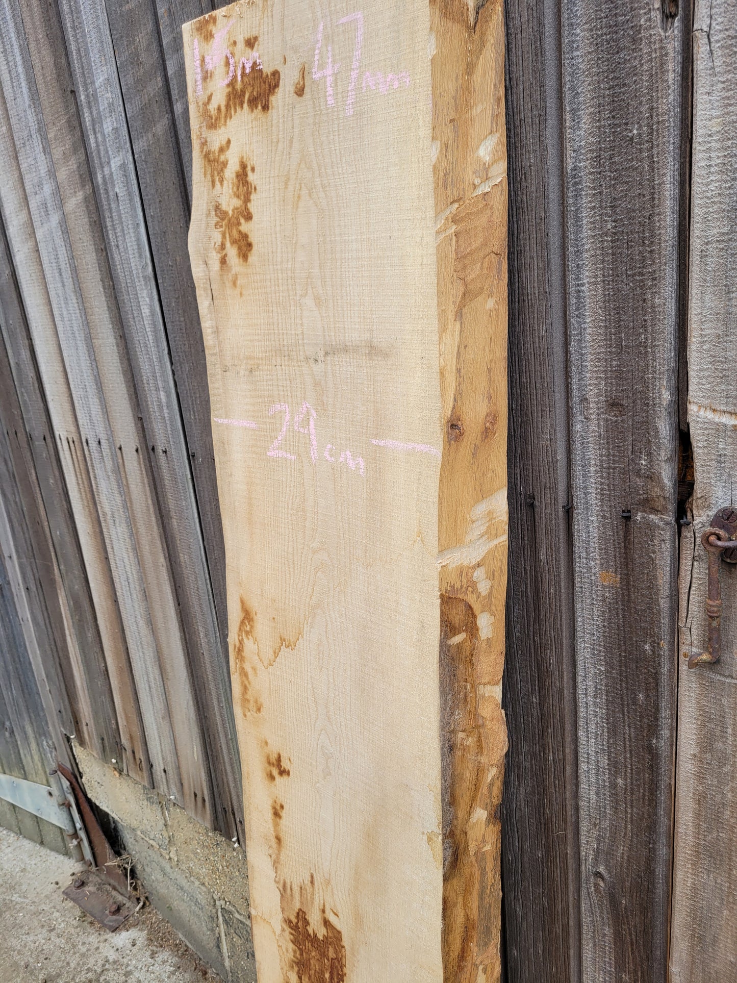 English Ash Hardwood Live Edge Slab 1.5m