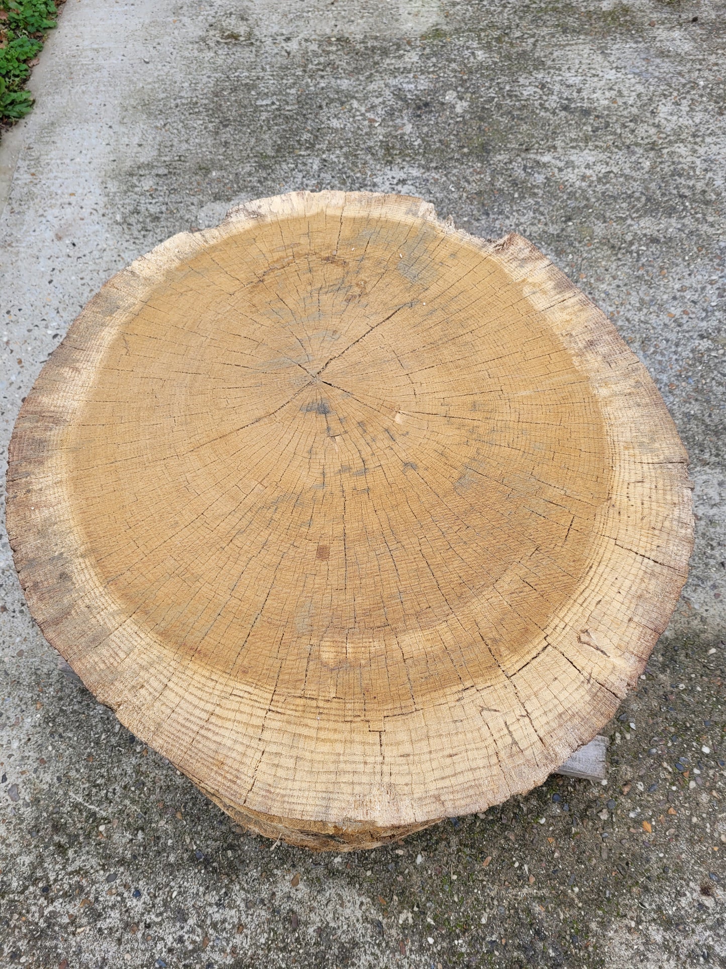 English Oak Cookies Hardwood Round Slabs Air Dried Rustic