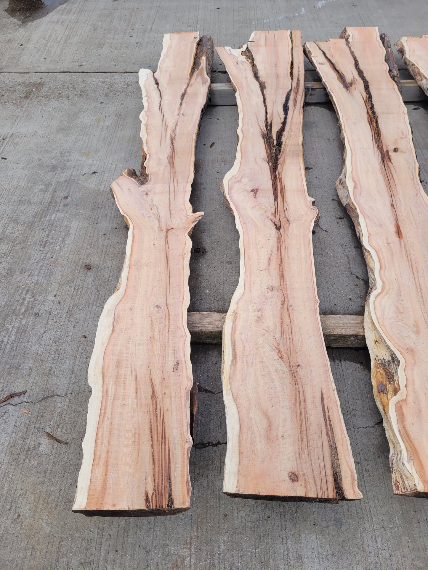 Yew Log 2.4m 7.25 ft3 (Y2)
