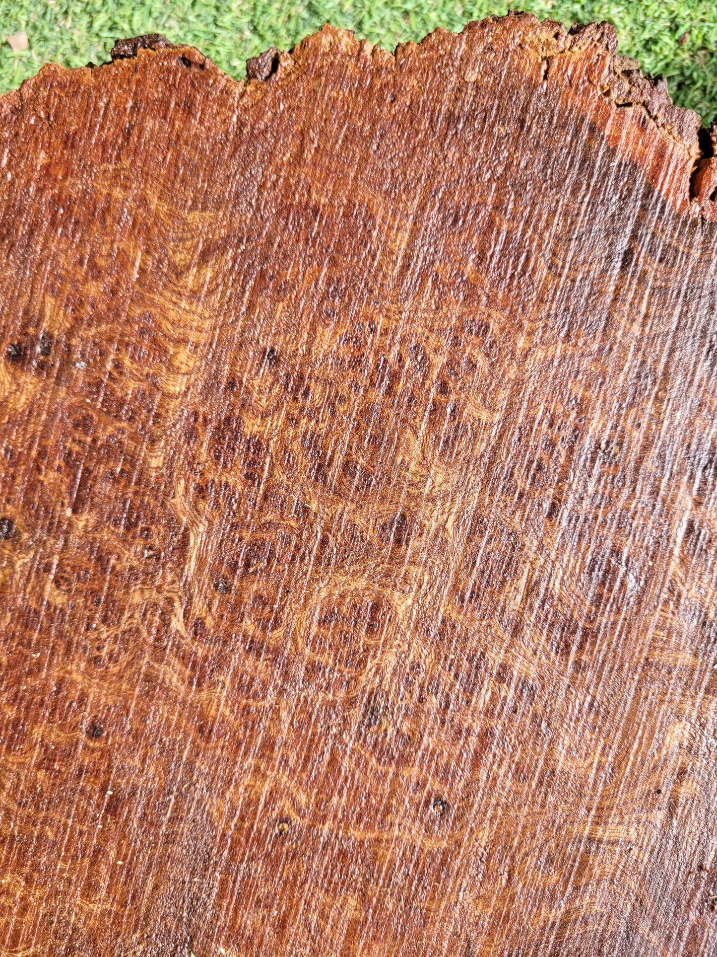 Carpathian Elm Burr Woodturning Blank (2715)
