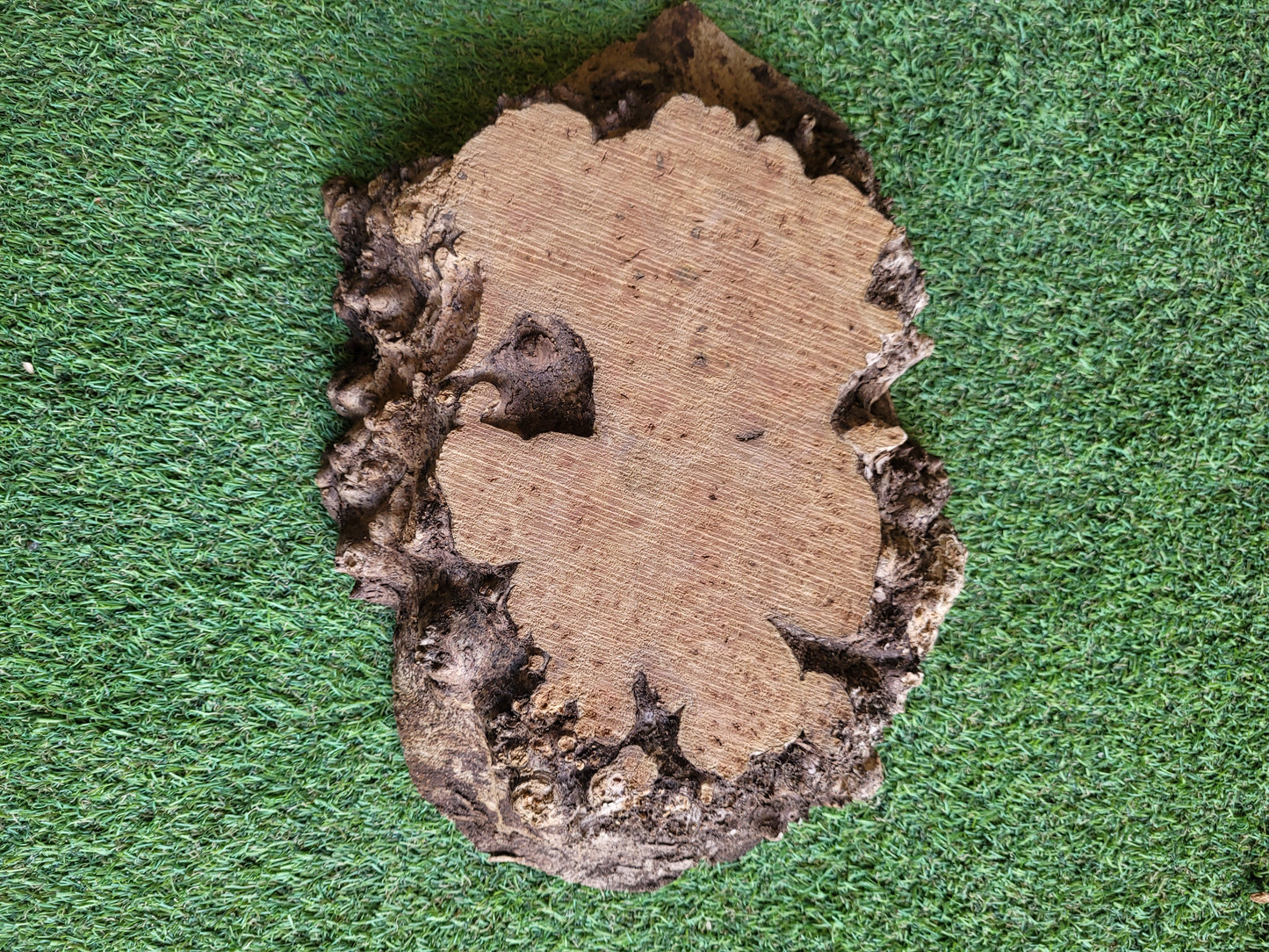 Burr Elm Woodturning Blank 33x24x5.5cm (B24)