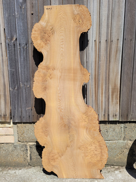 Burr Elm Live Edge Boards (101f/1-5)