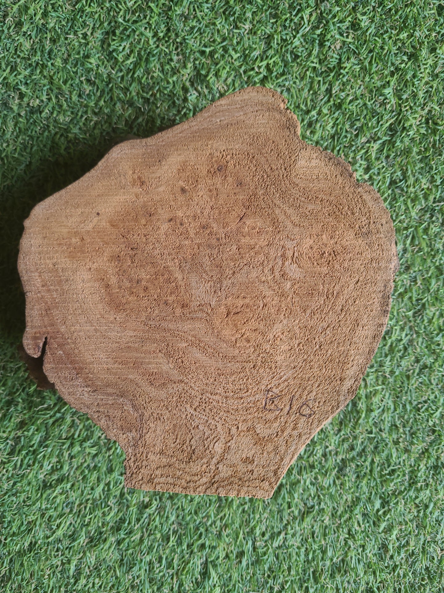 Burr Elm Woodturning Blank 16x14.5x5cm (B16)