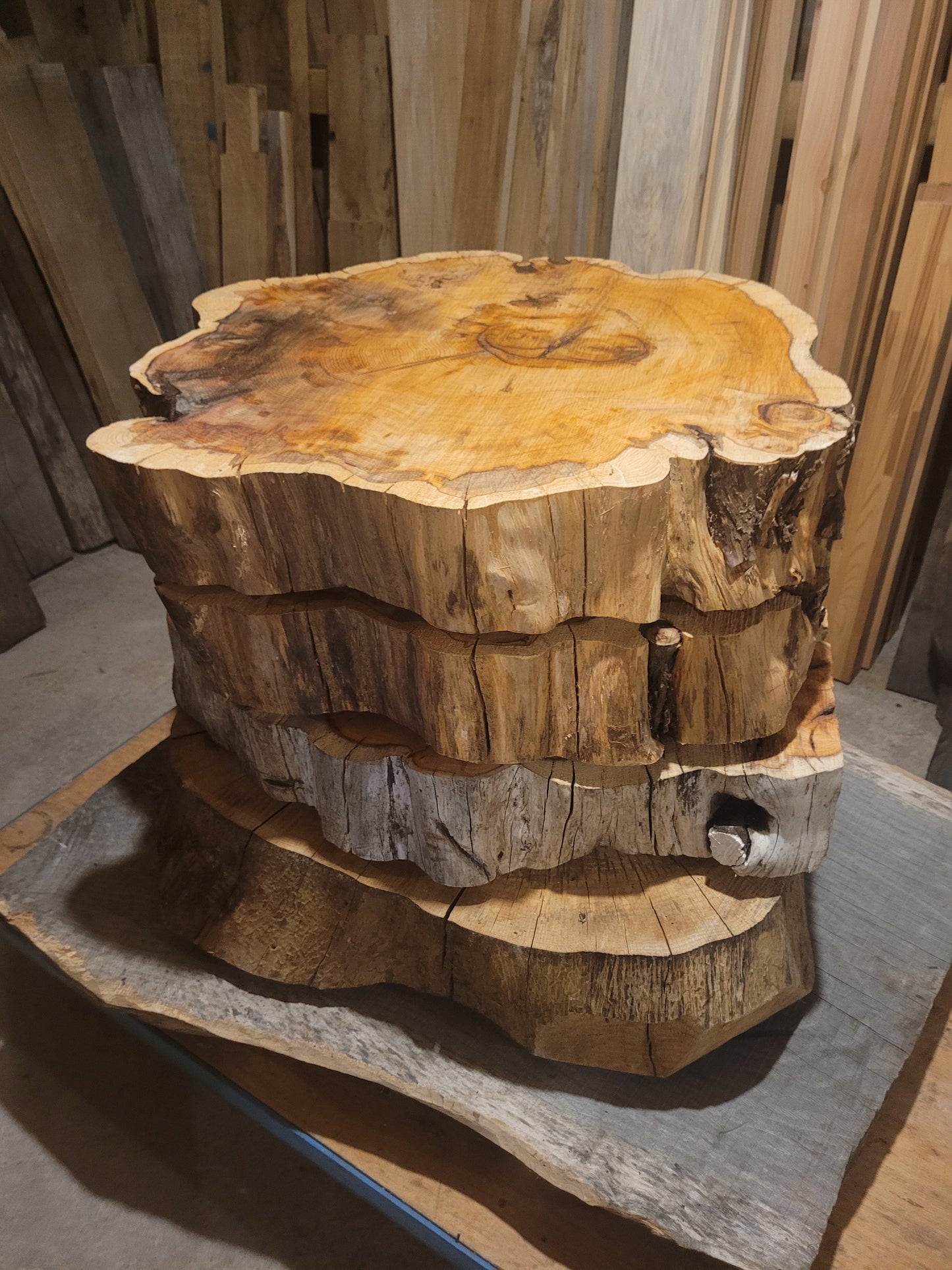 Yew Wood Cookies Slices 100mm Thick Table Top