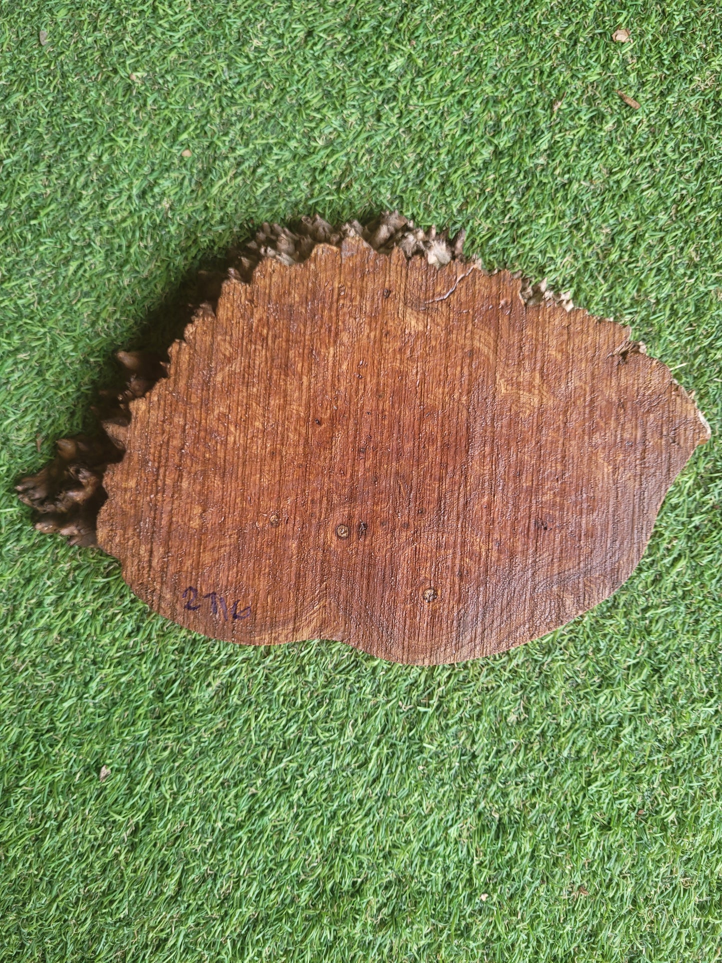 Burr Elm Woodturning Blank 25x17x2.3cm (2716)