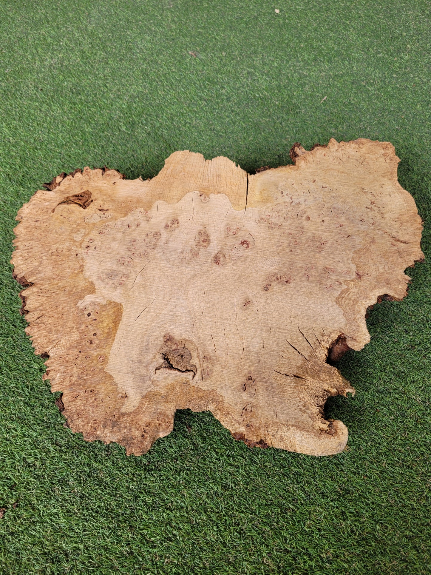 Burr Oak Woodturning Blank 44x30x9cm (B20)