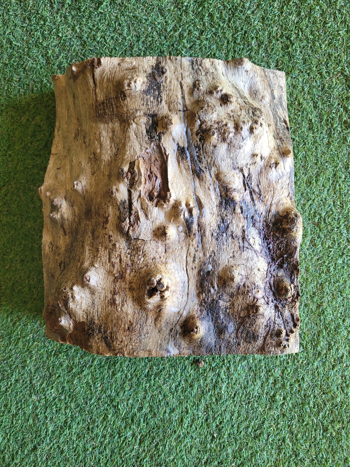 Burr Elm Woodturning Blank 24x27x9cm (B27)