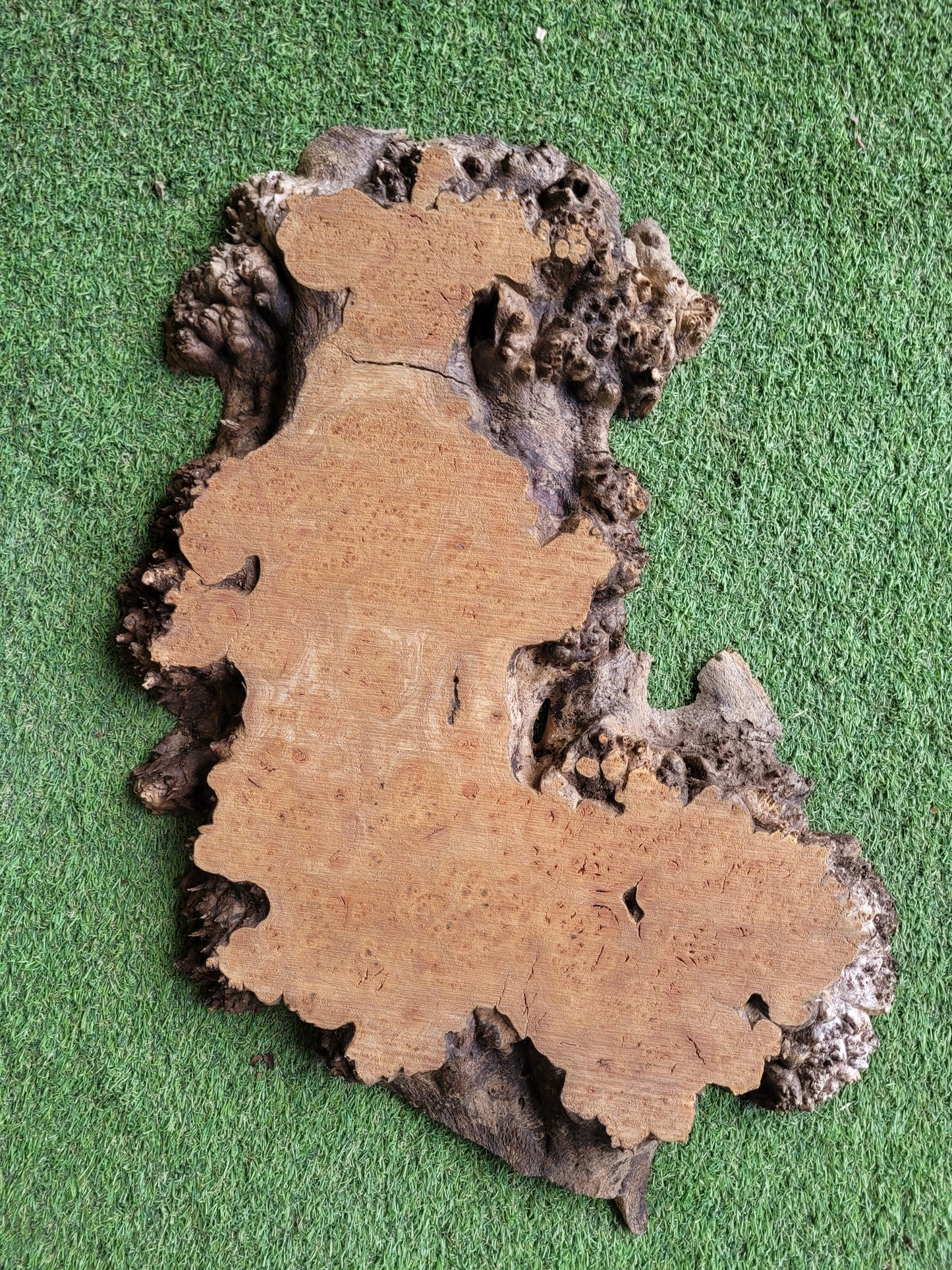 Burr Elm Woodturning Blank 57x30x4.5cm (B25)