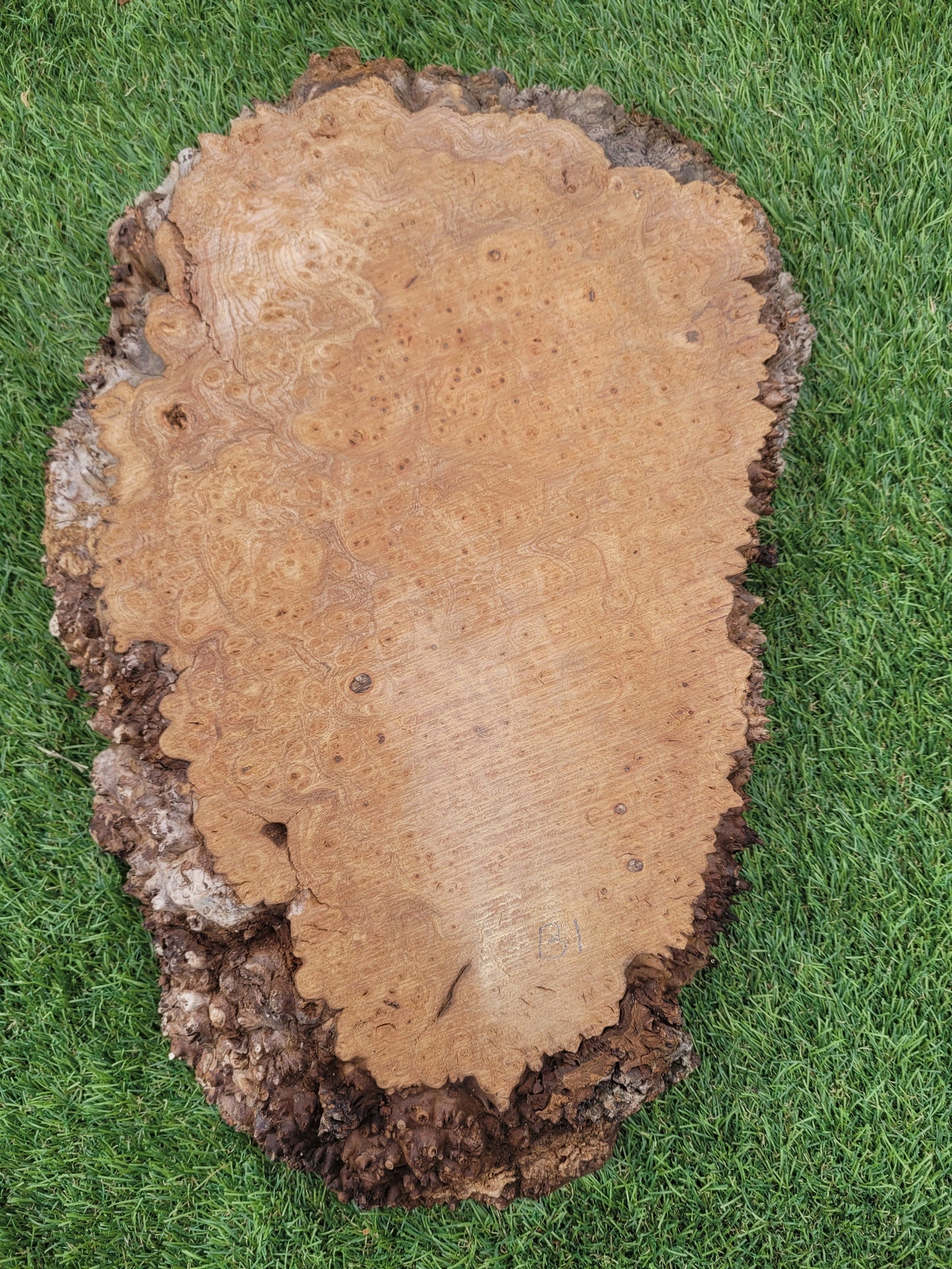 Burr Elm 40x25x5cm (B1)