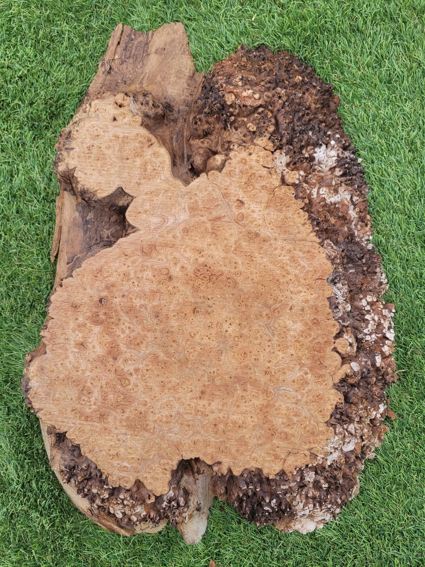 Burr Elm 40x30x5cm (B2)