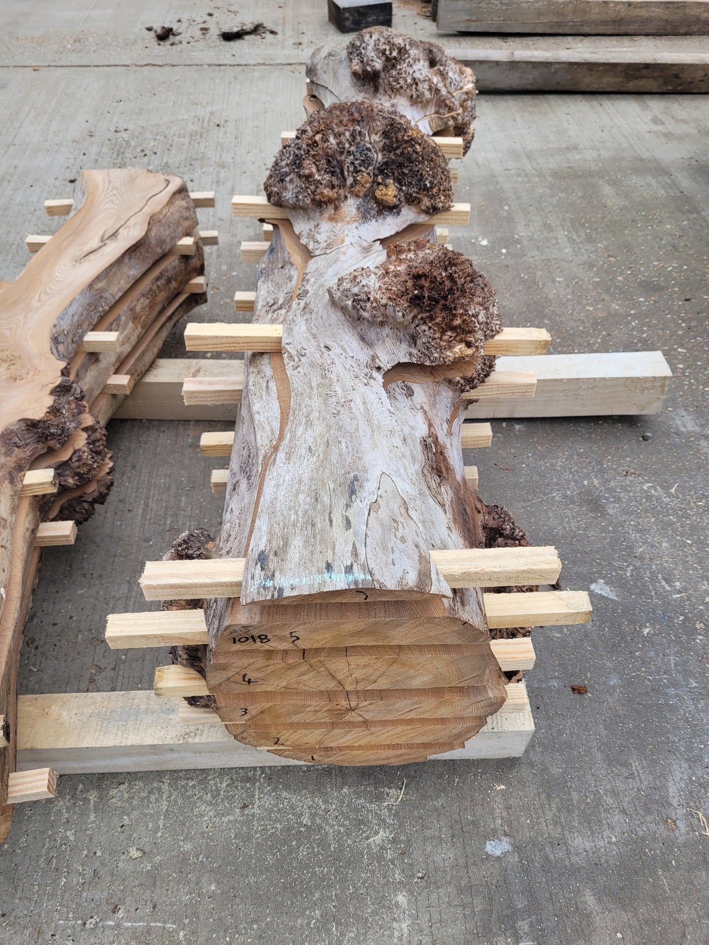 Burr Elm Live Edge Boards 1.25m (101b)