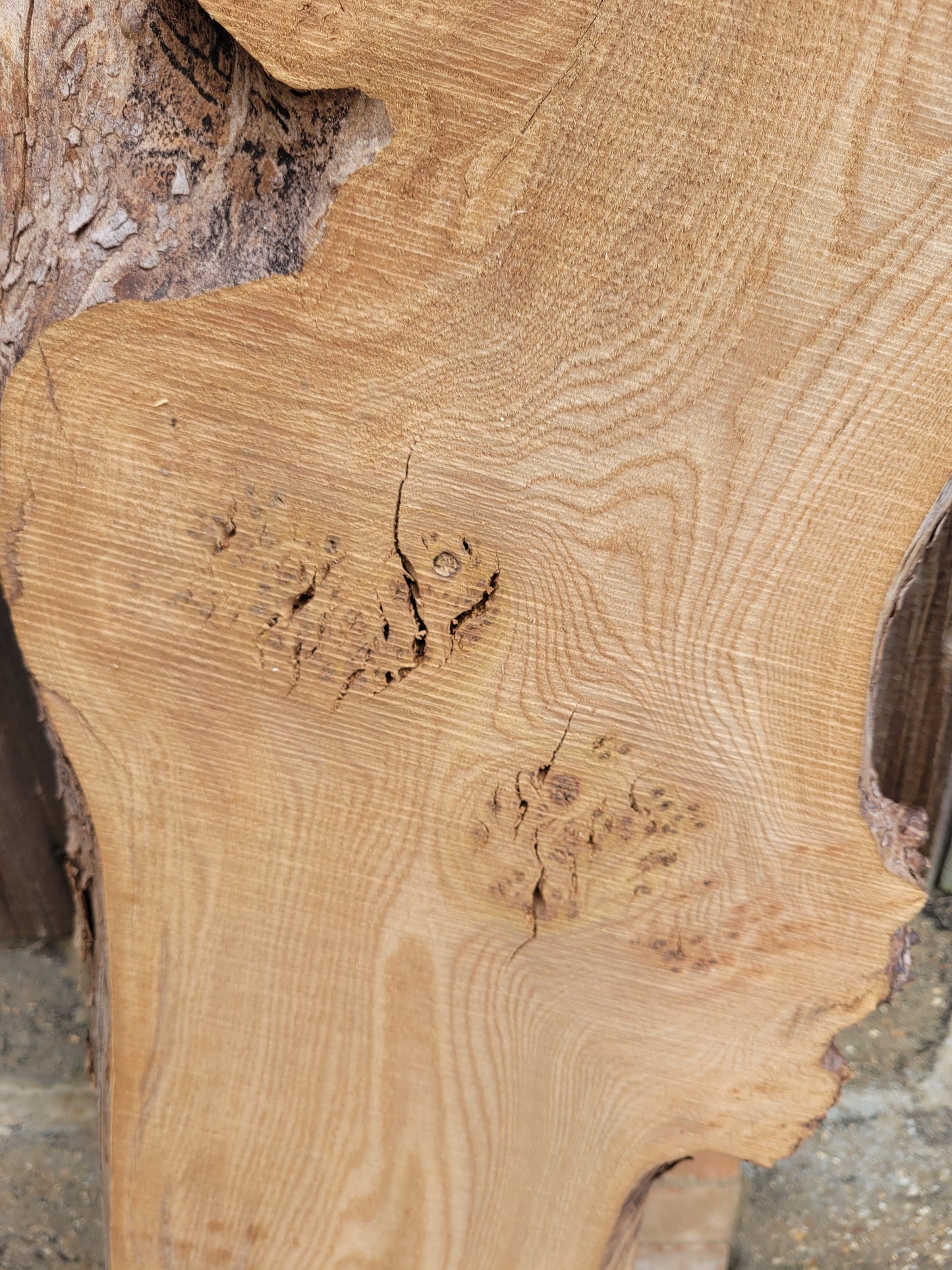 Burr Elm Live Edge Boards Rustic (101a/1-3)