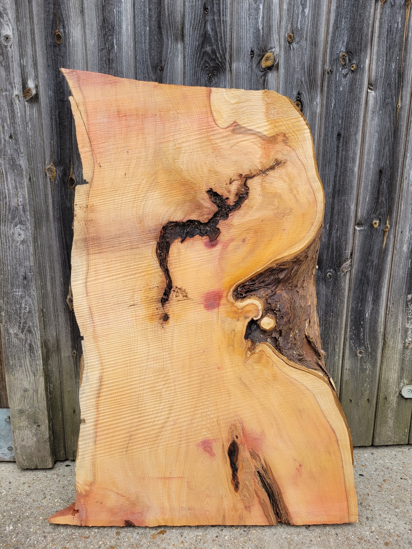 Yew Live Edge Slabs
