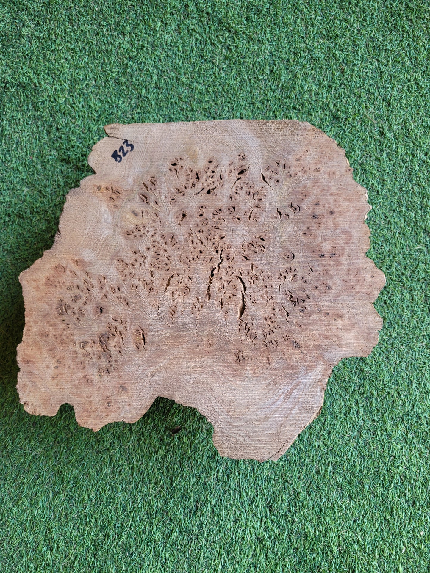 Burr Elm Woodturning Blank 35x32x10cm (B23)