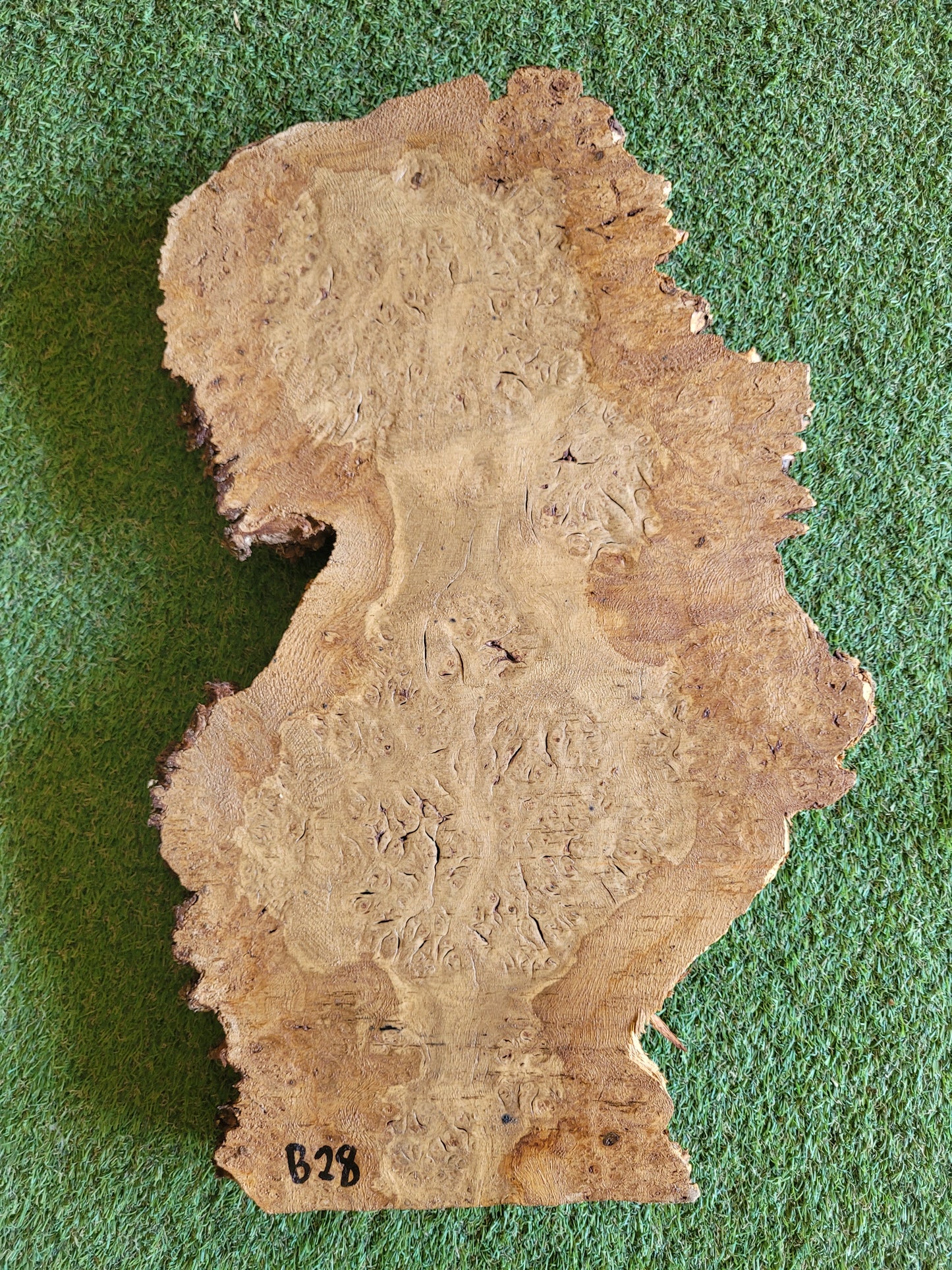 Burr Oak Woodturning Blank 51x30x5cm (B28)