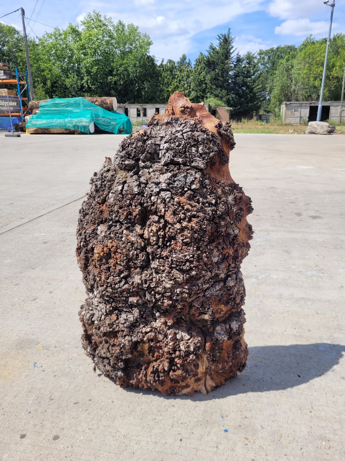 Burr Oak Large Live Edge Burr (B21)