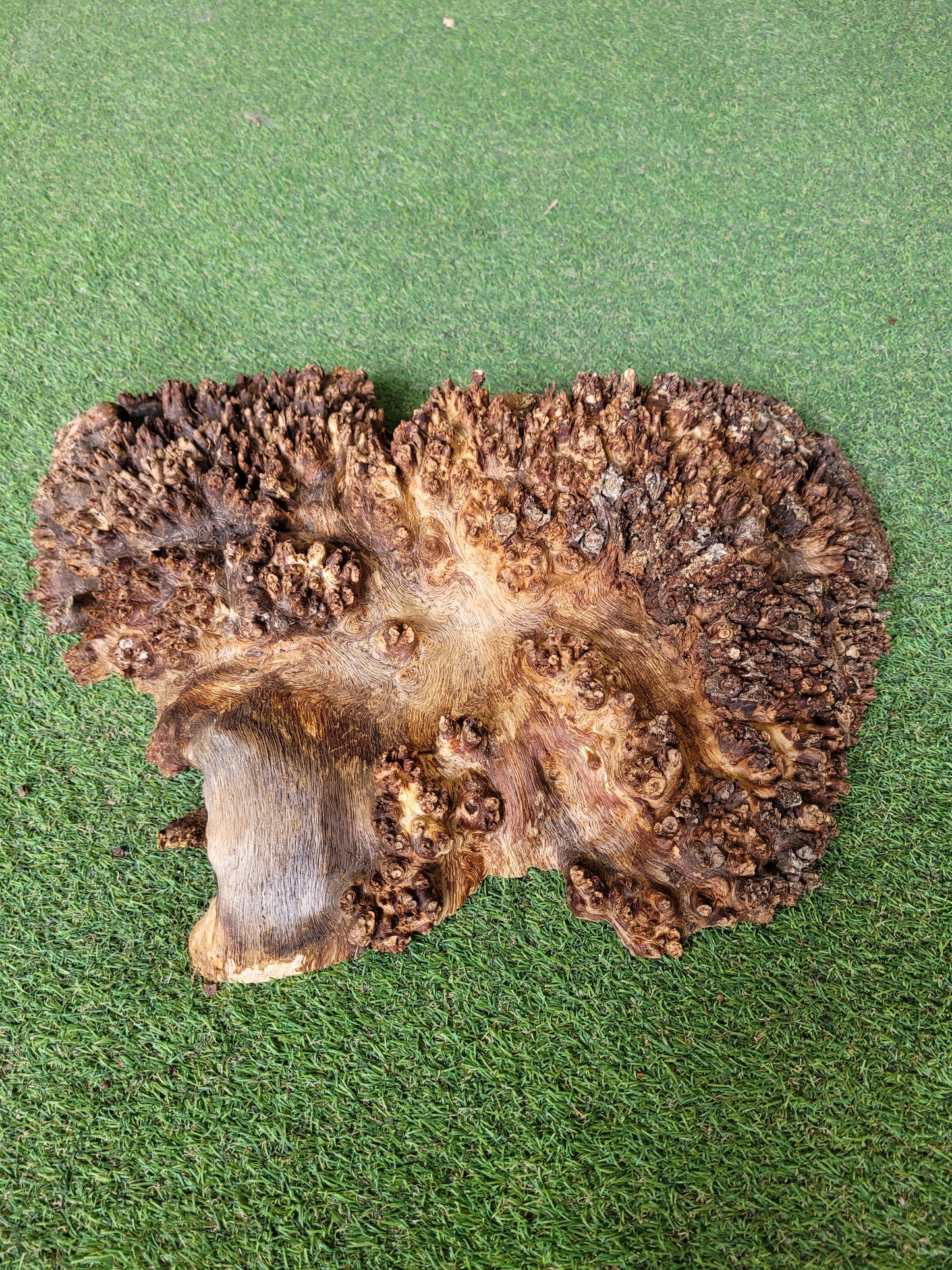 Burr Oak Woodturning Blank 44x30x9cm (B20)
