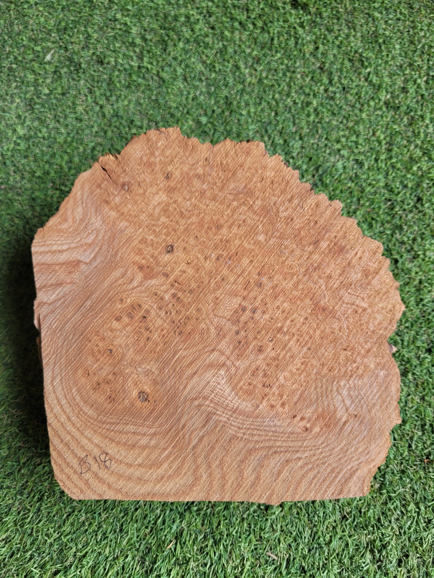 Burr Elm Woodturning Blank 20x20x6cm (B18)