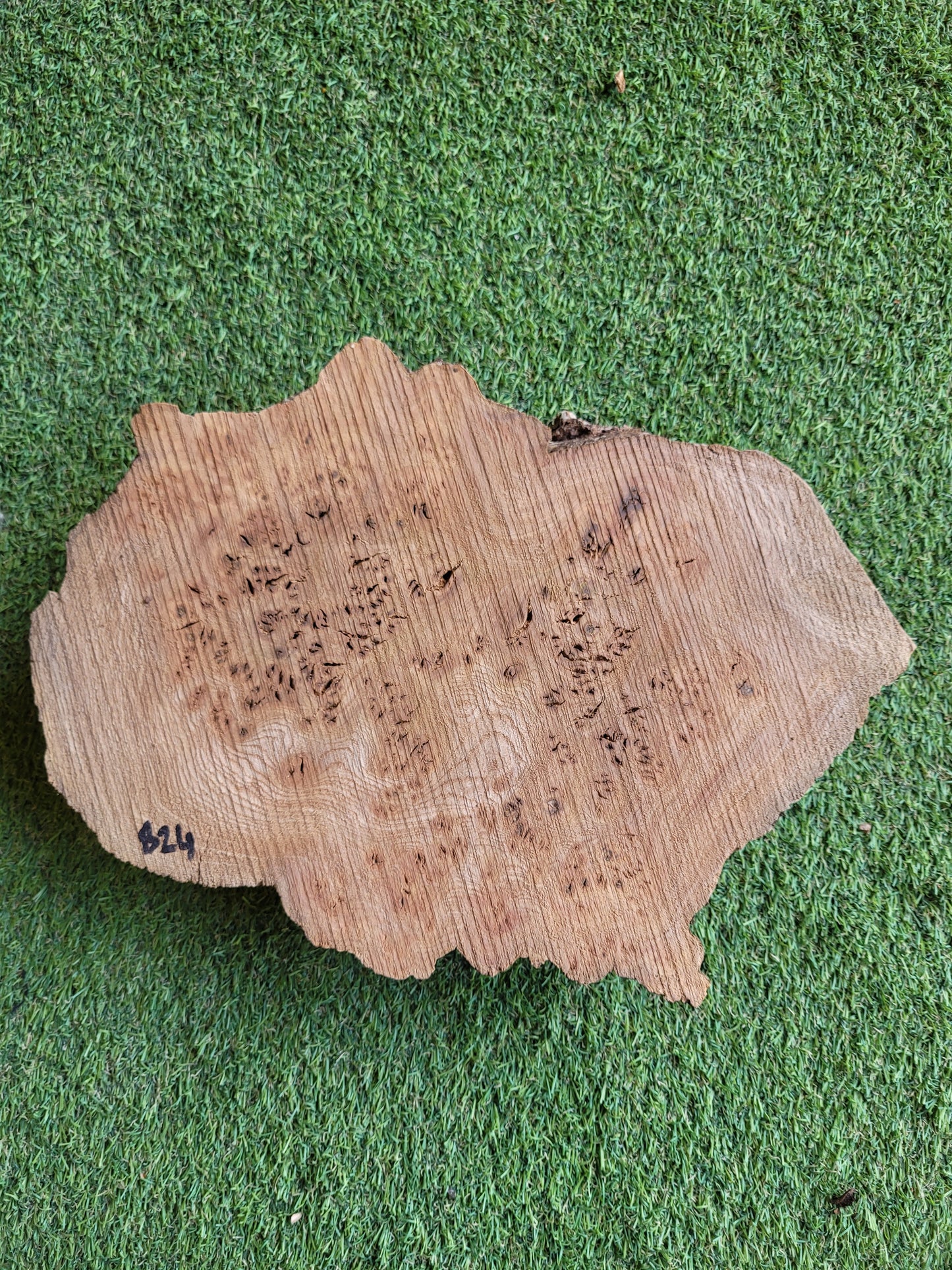 Burr Elm Woodturning Blank 33x24x5.5cm (B24)
