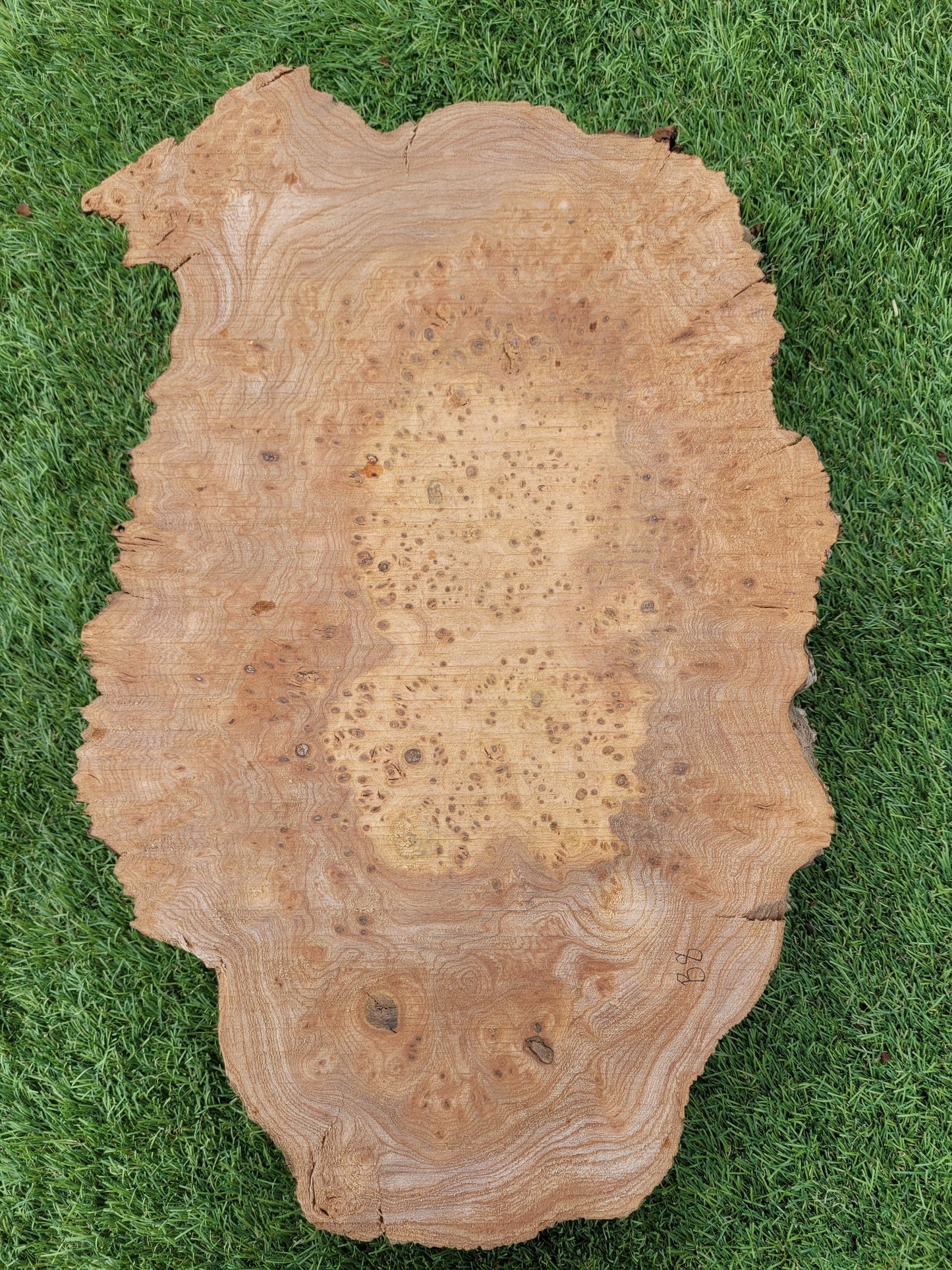 Burr Elm Woodturning Blank 38x24x10cm (B8)