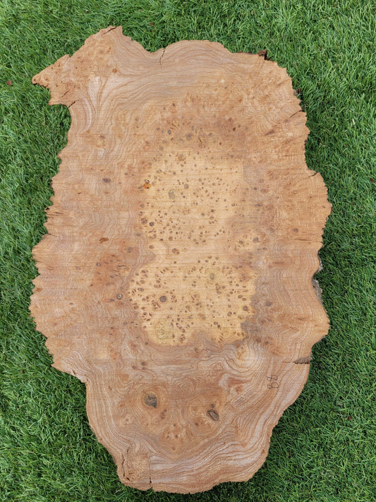 Burr Elm Woodturning Blank 38x24x10cm (B8)