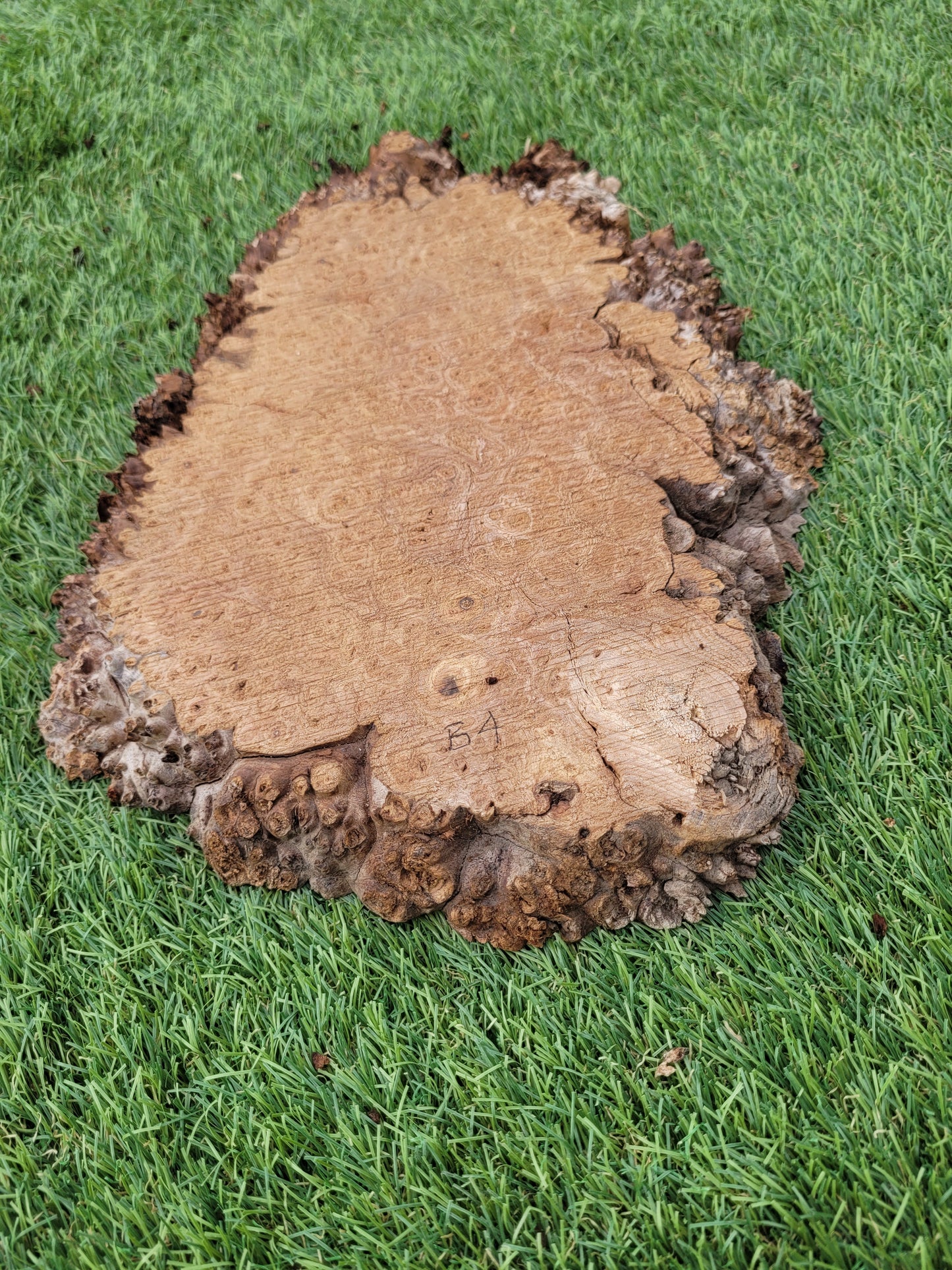Burr Elm 21x30x2.5cm (B4)