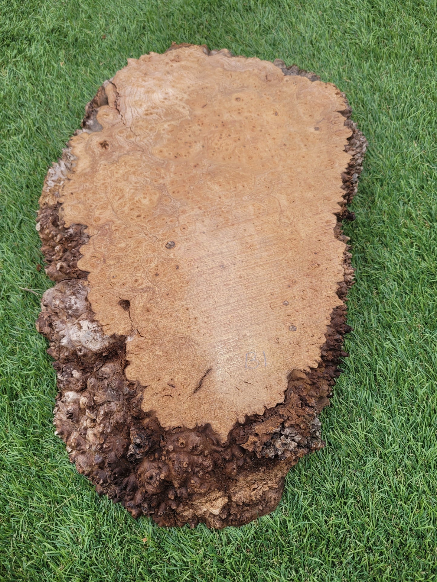 Burr Elm 40x25x5cm (B1)