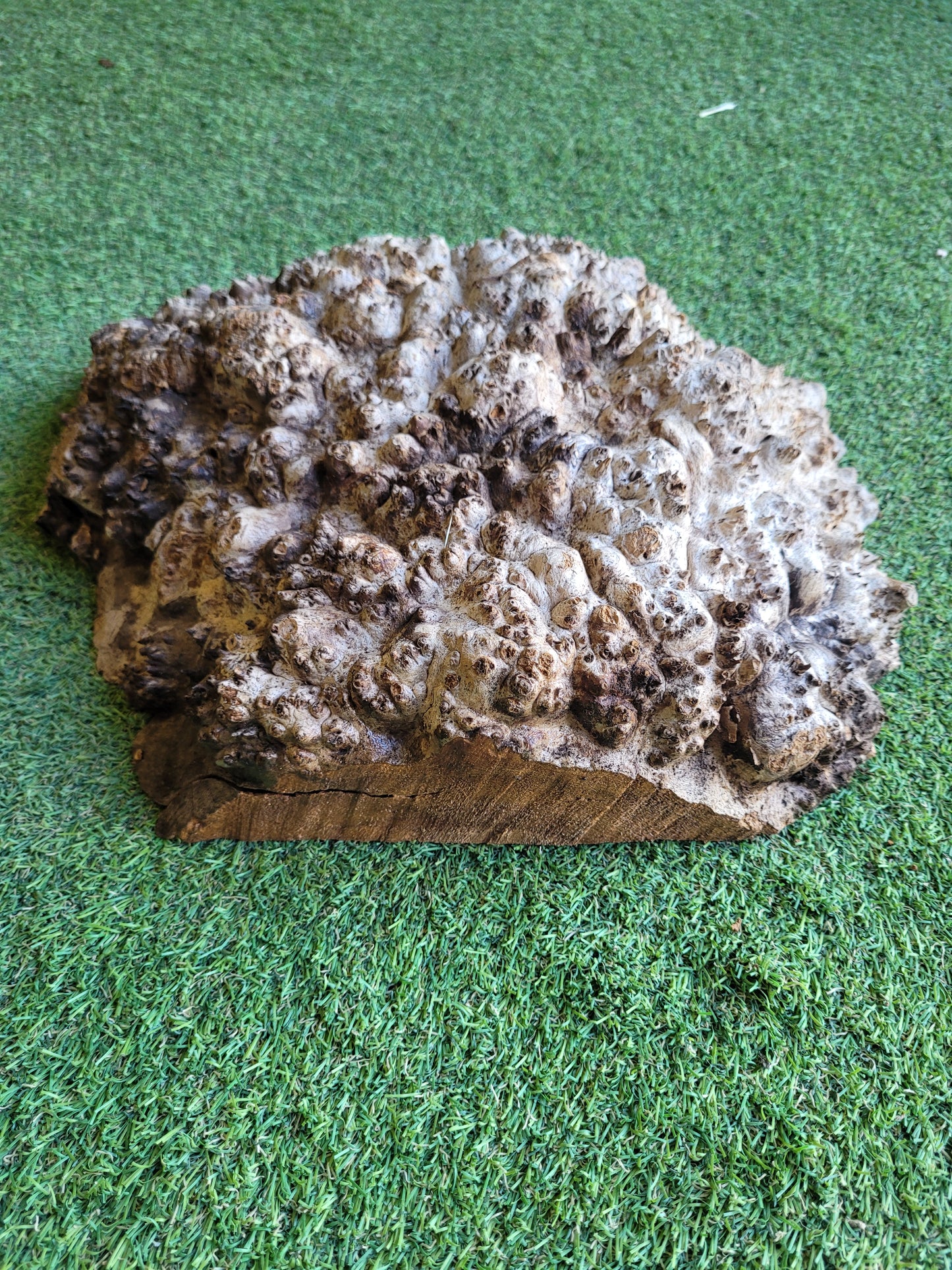 Burr Elm Woodturning Blank 35x32x10cm (B23)