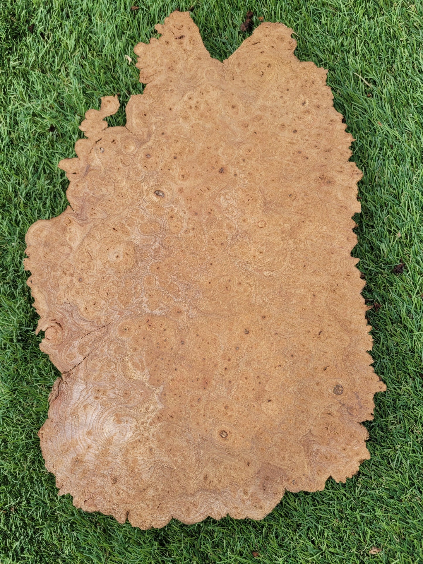 Burr Elm 21x30x2.5cm (B4)