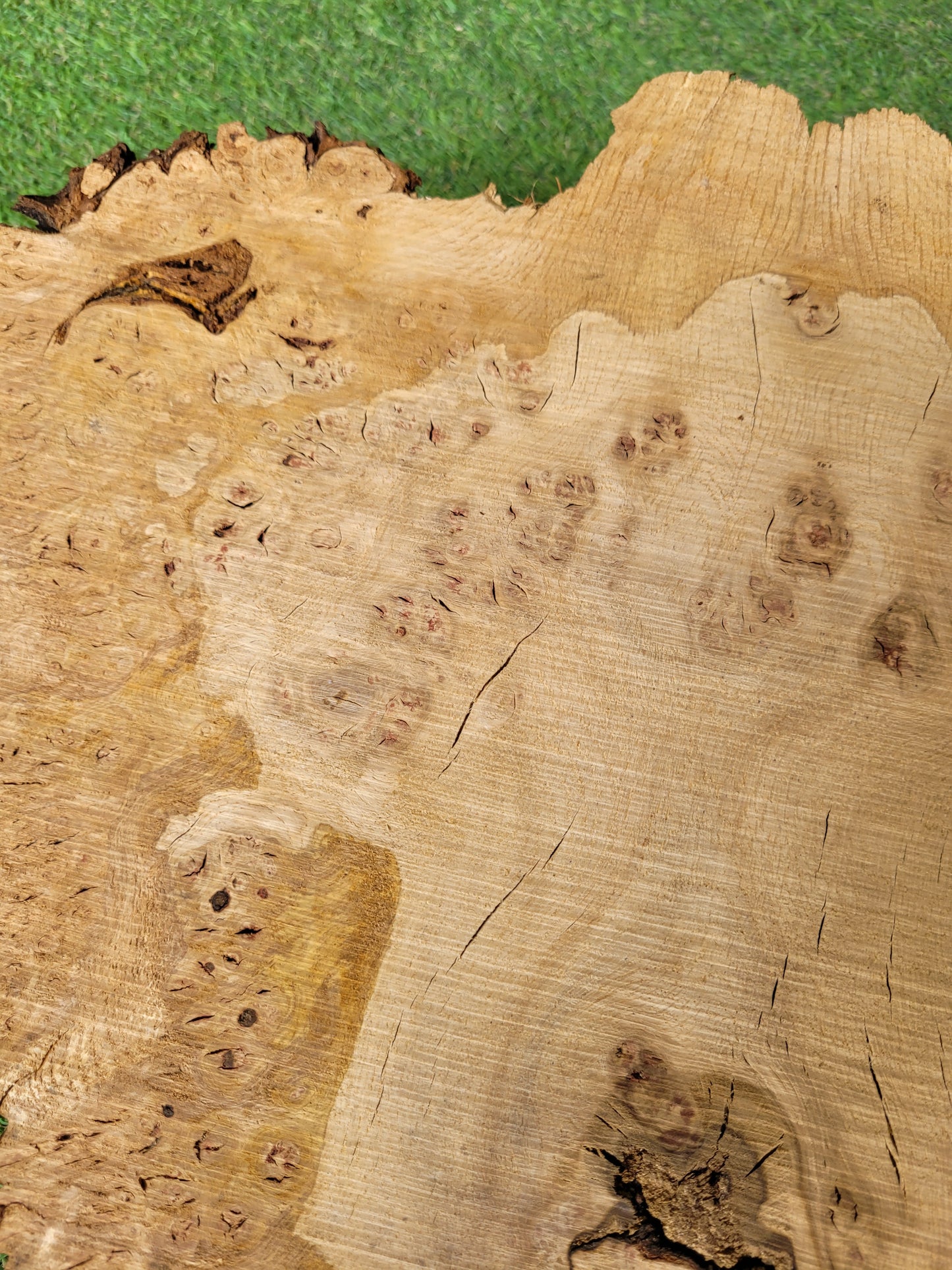 Burr Oak Woodturning Blank 44x30x9cm (B20)