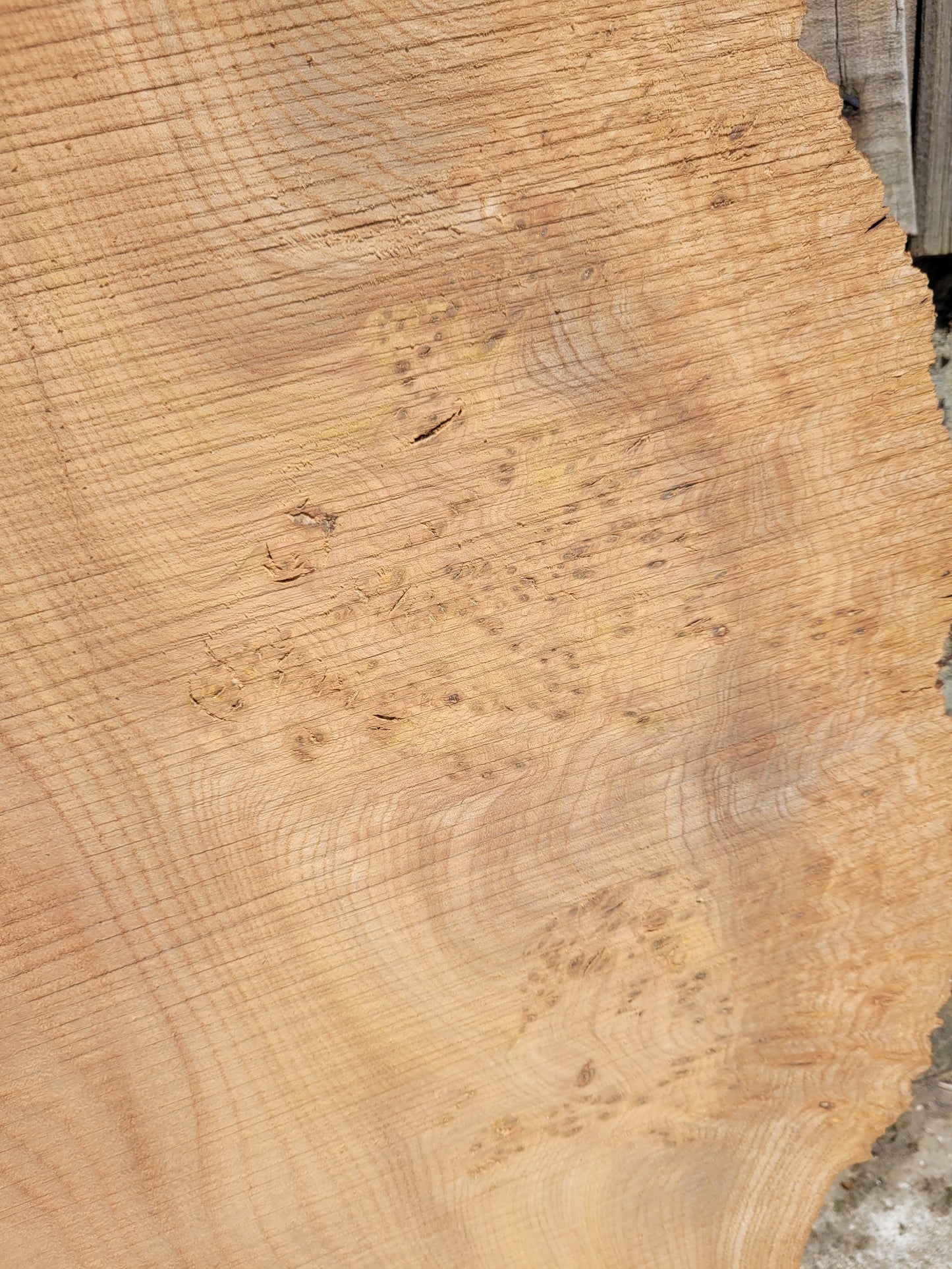 Burr Elm Live Edge Boards (101e/1&2)