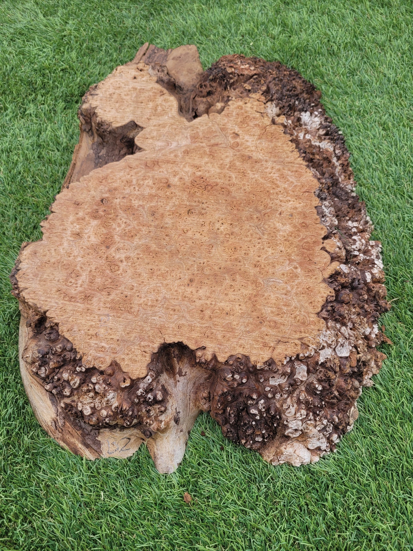 Burr Elm 40x30x5cm (B2)