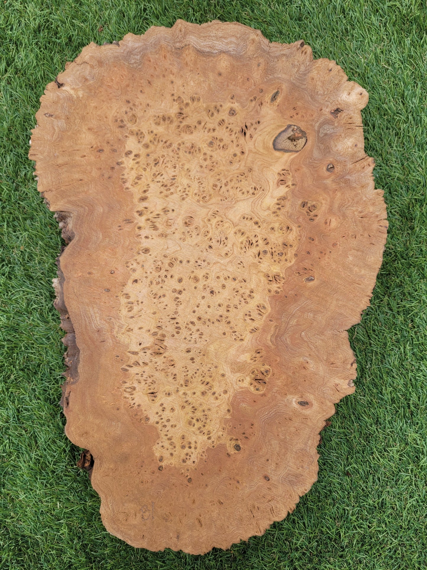 Burr Elm 40x25x5cm (B1)