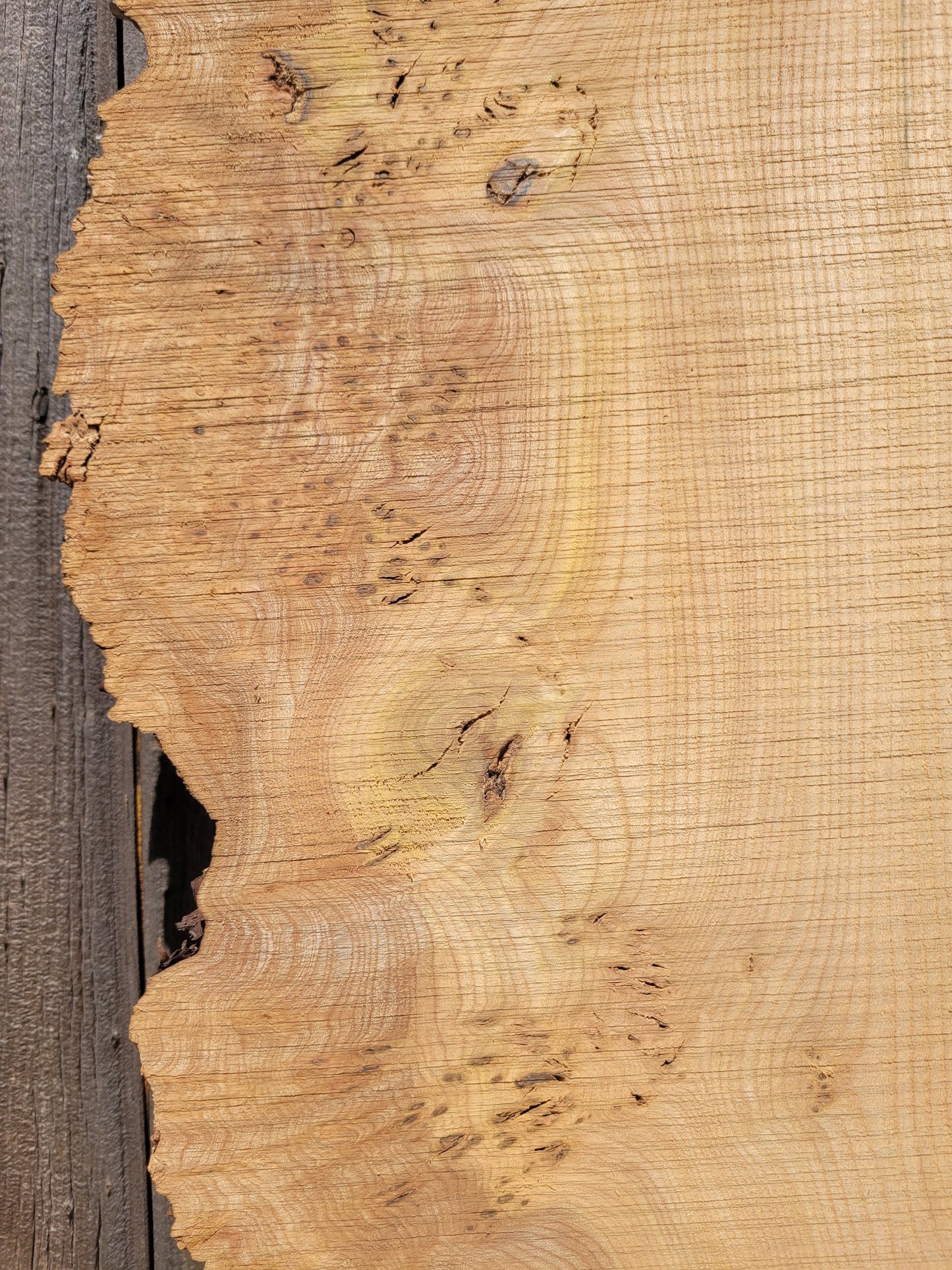 Burr Elm Live Edge Boards (101e/1&2)
