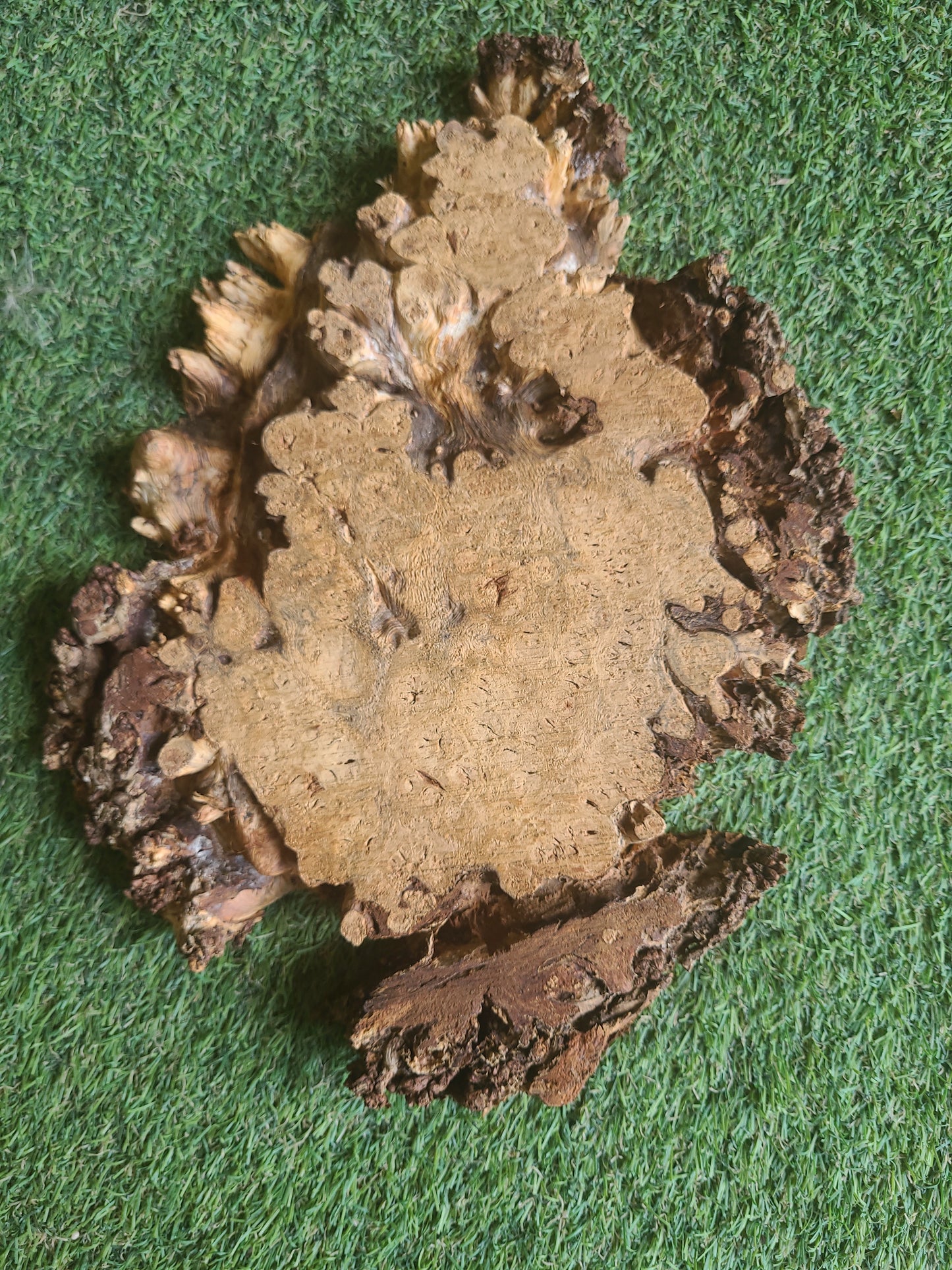 Burr Oak Woodturning Blank 28x20x2.5cm (B15)
