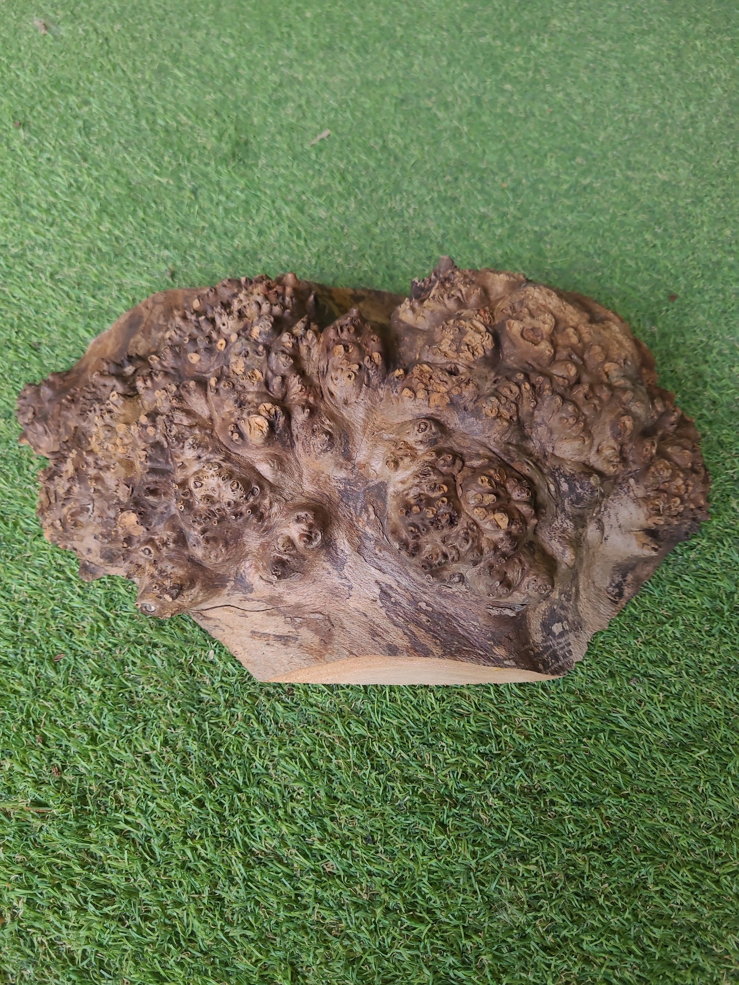 Burr Elm Woodturning Blank 30x19x6cm (B19)