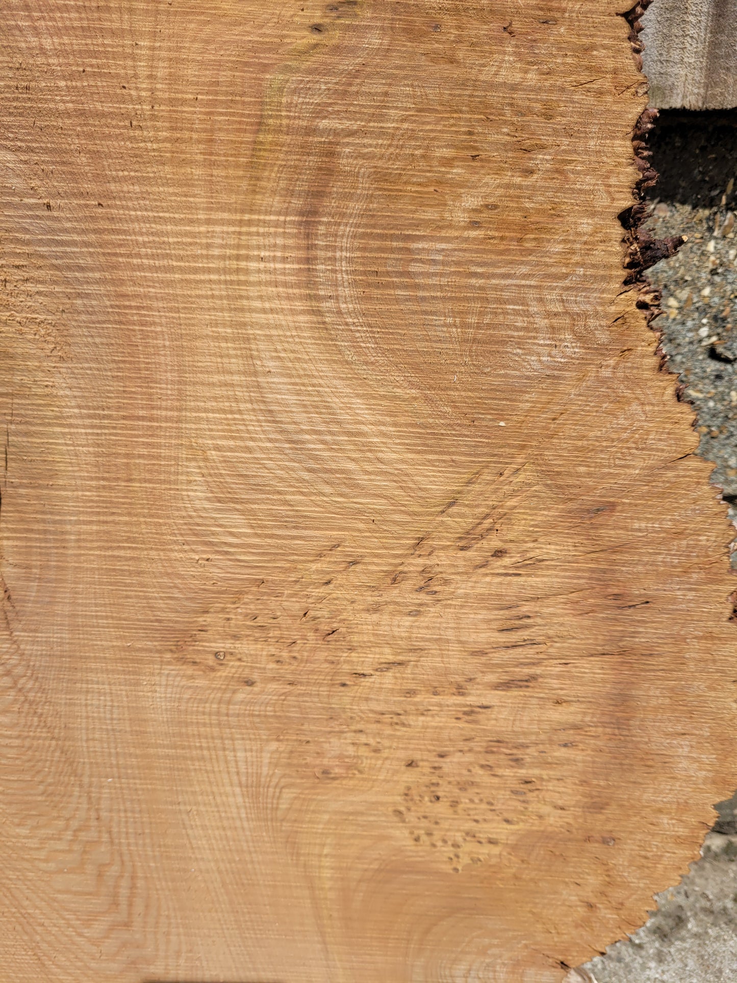 Burr Elm Live Edge Boards (101f/1&2)