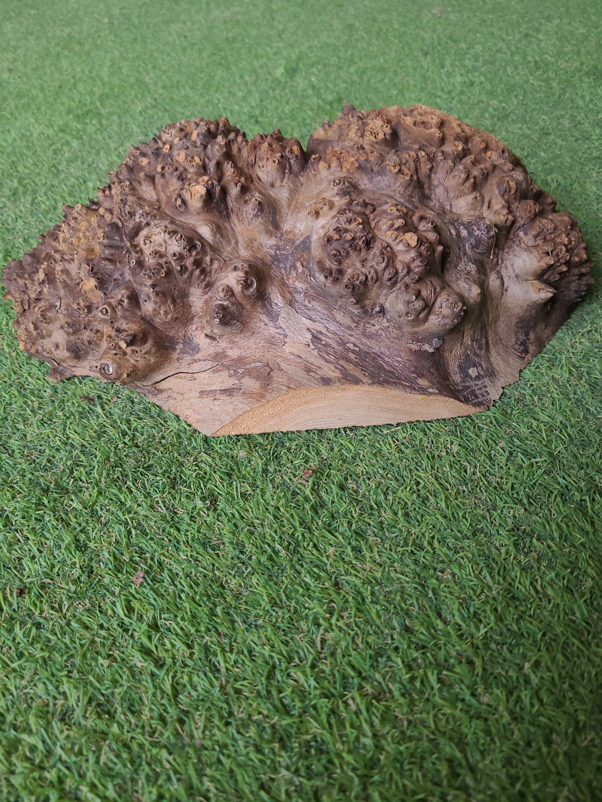 Burr Elm x2 Woodturning Blanks Live Edge (B14&B19)