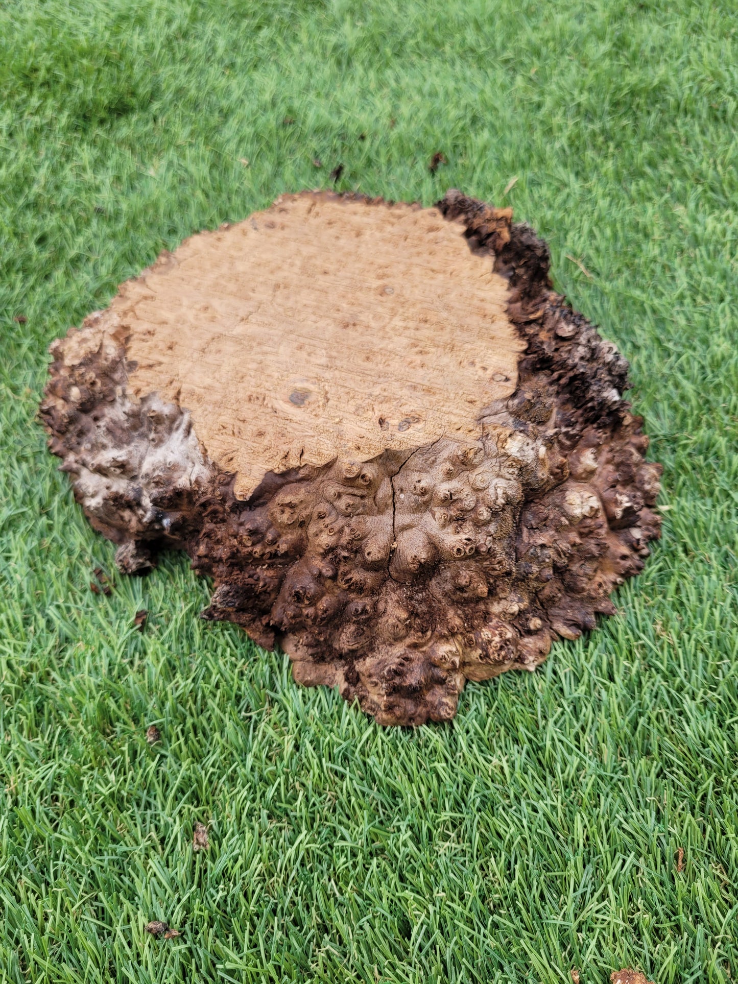 Burr Elm 20x18x5cm (B3)