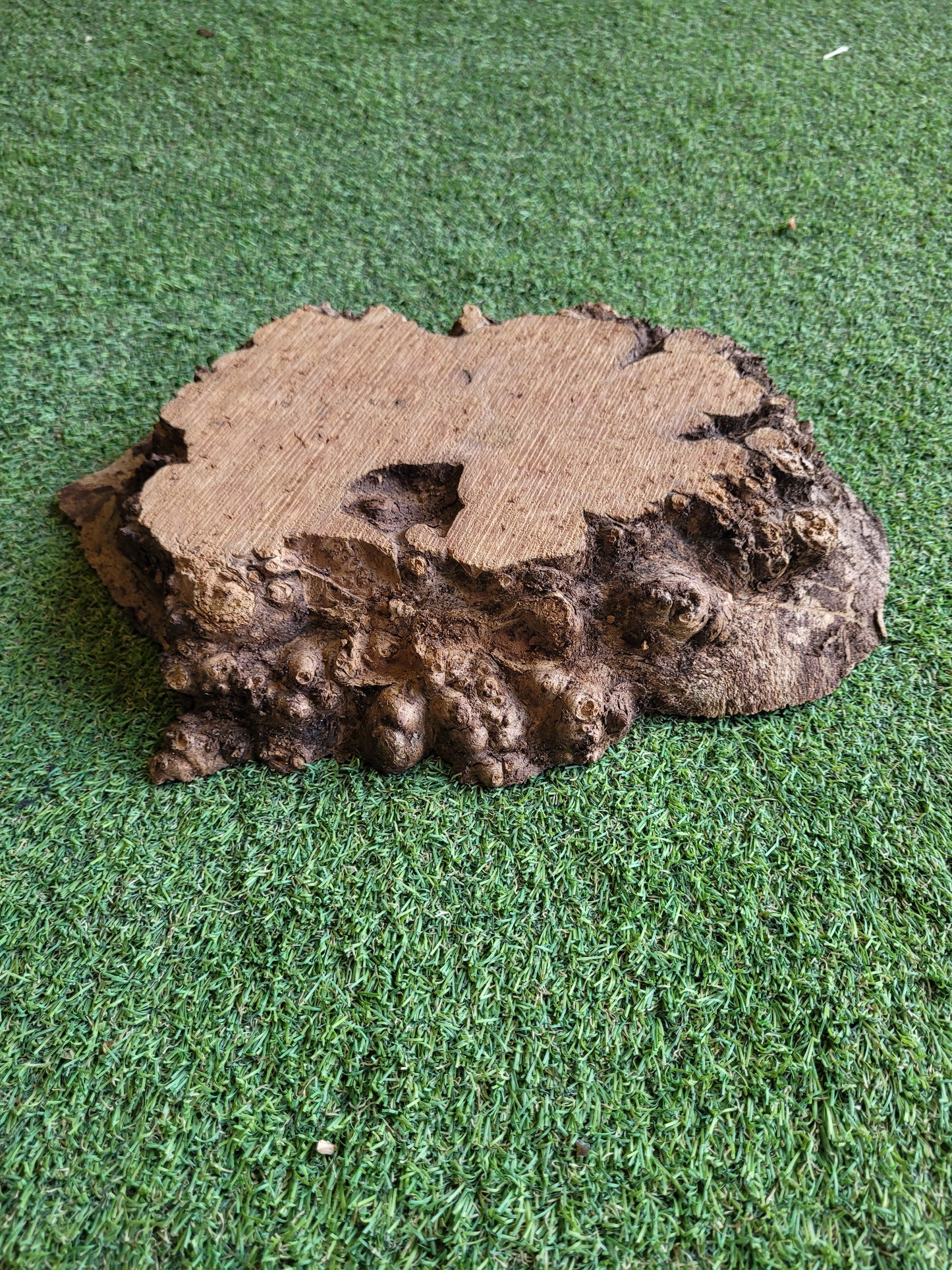 Burr Elm Woodturning Blank 33x24x5.5cm (B24)